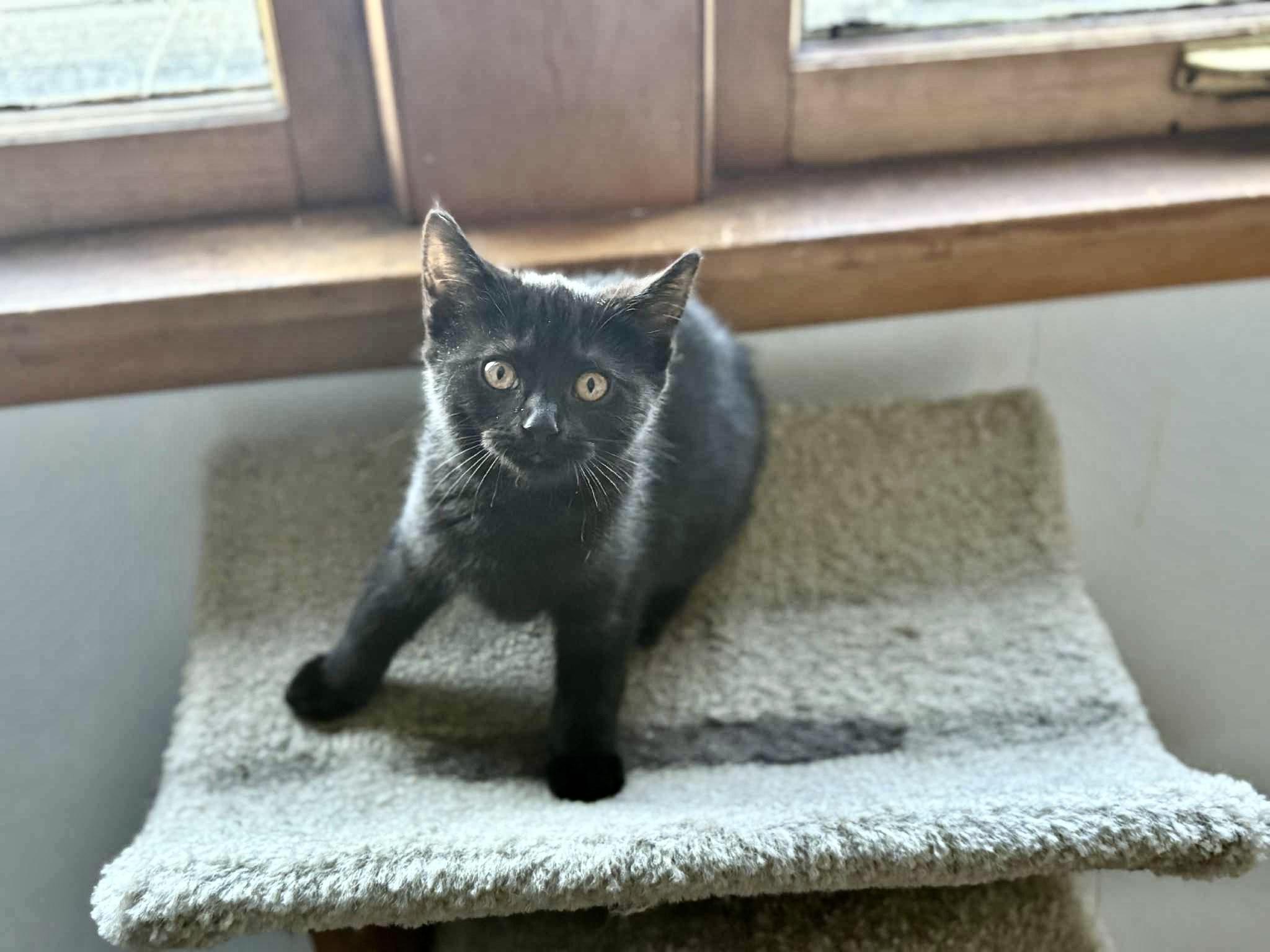 Enlarge Ruby & Zinnia, a ADOPTABLE Domestic Short Hair in Milwaukee, WI image 3/6