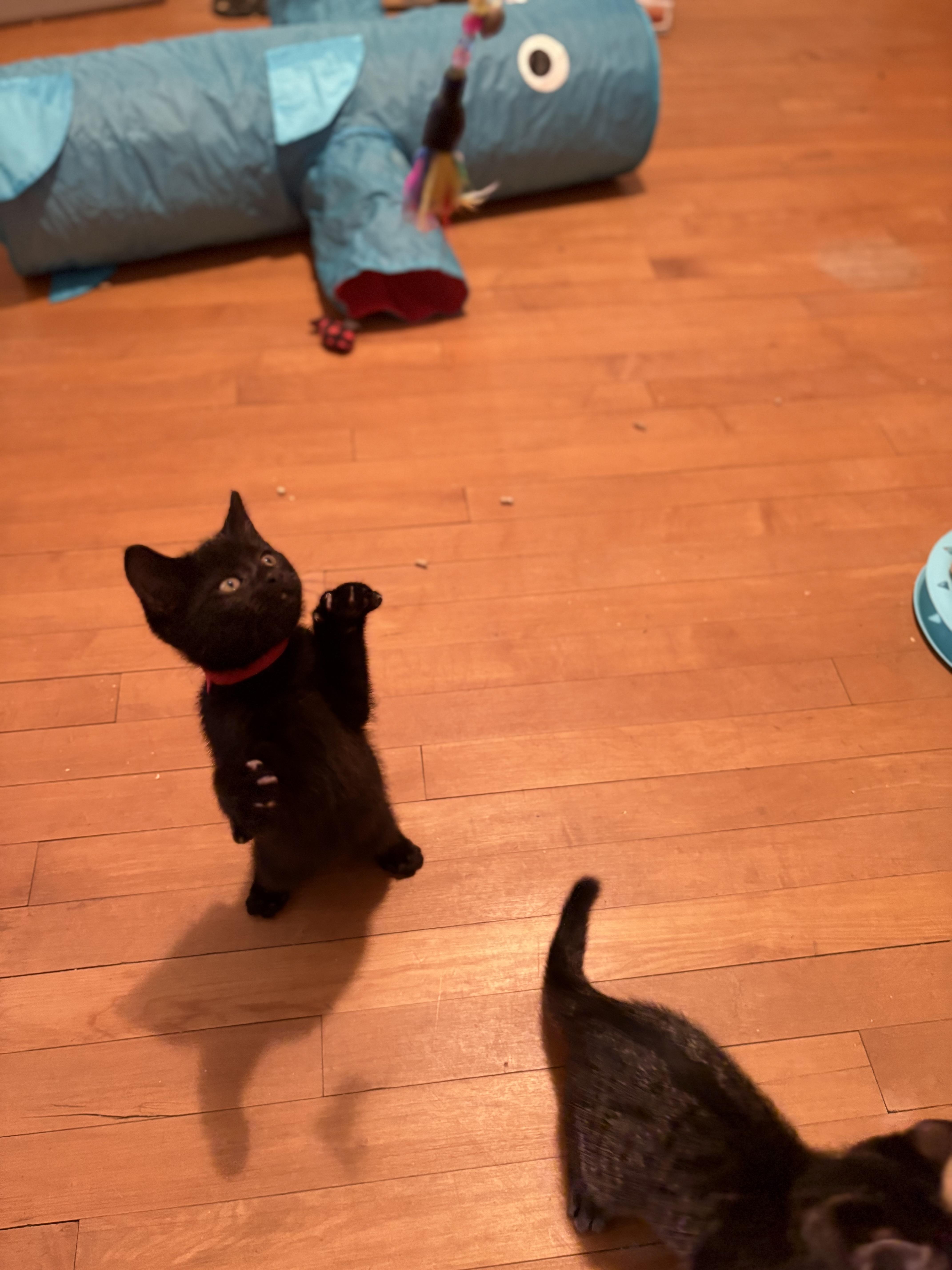 Enlarge Ruby & Zinnia, a ADOPTABLE Domestic Short Hair in Milwaukee, WI image 4/6