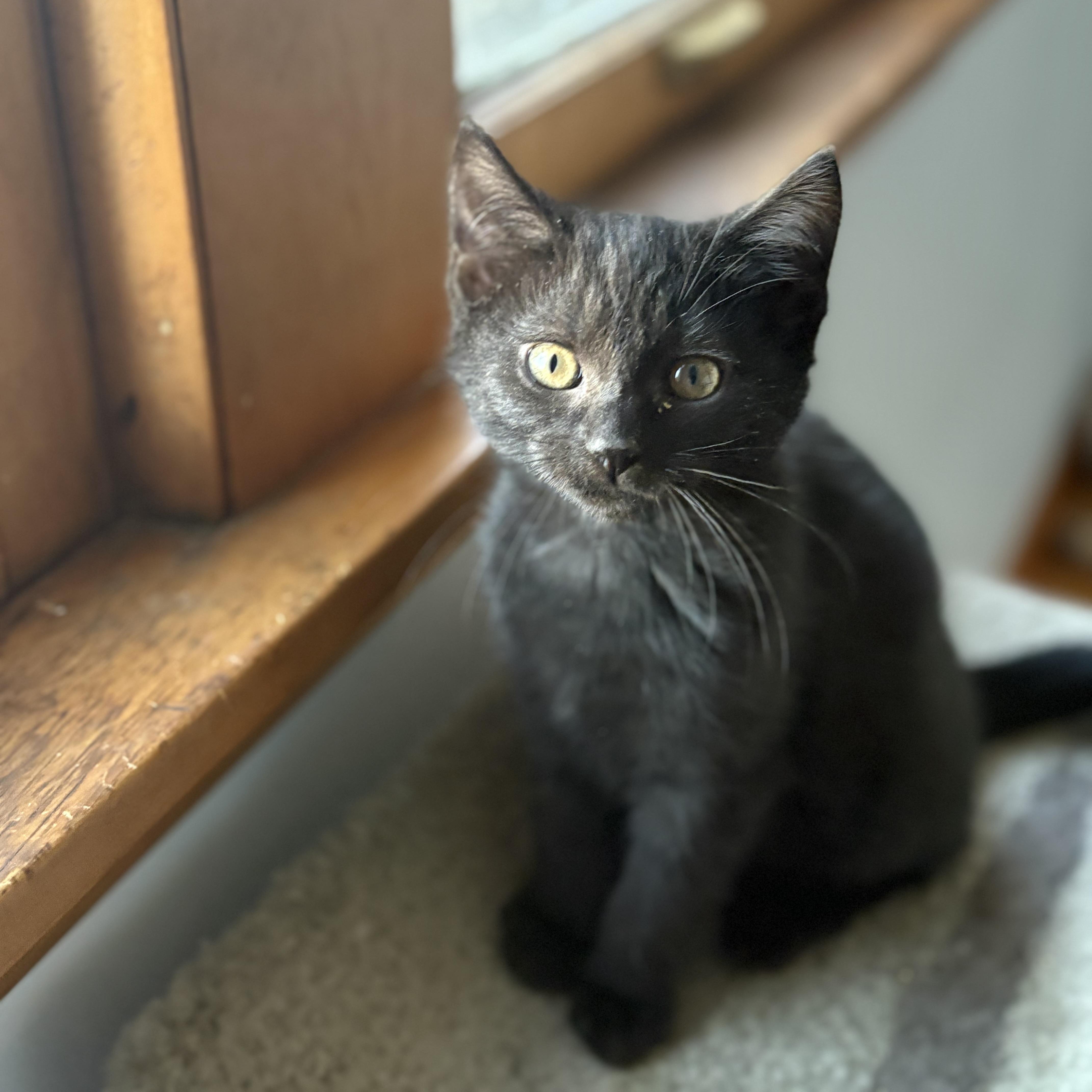 Enlarge Ruby & Zinnia, a ADOPTABLE Domestic Short Hair in Milwaukee, WI image 2/6