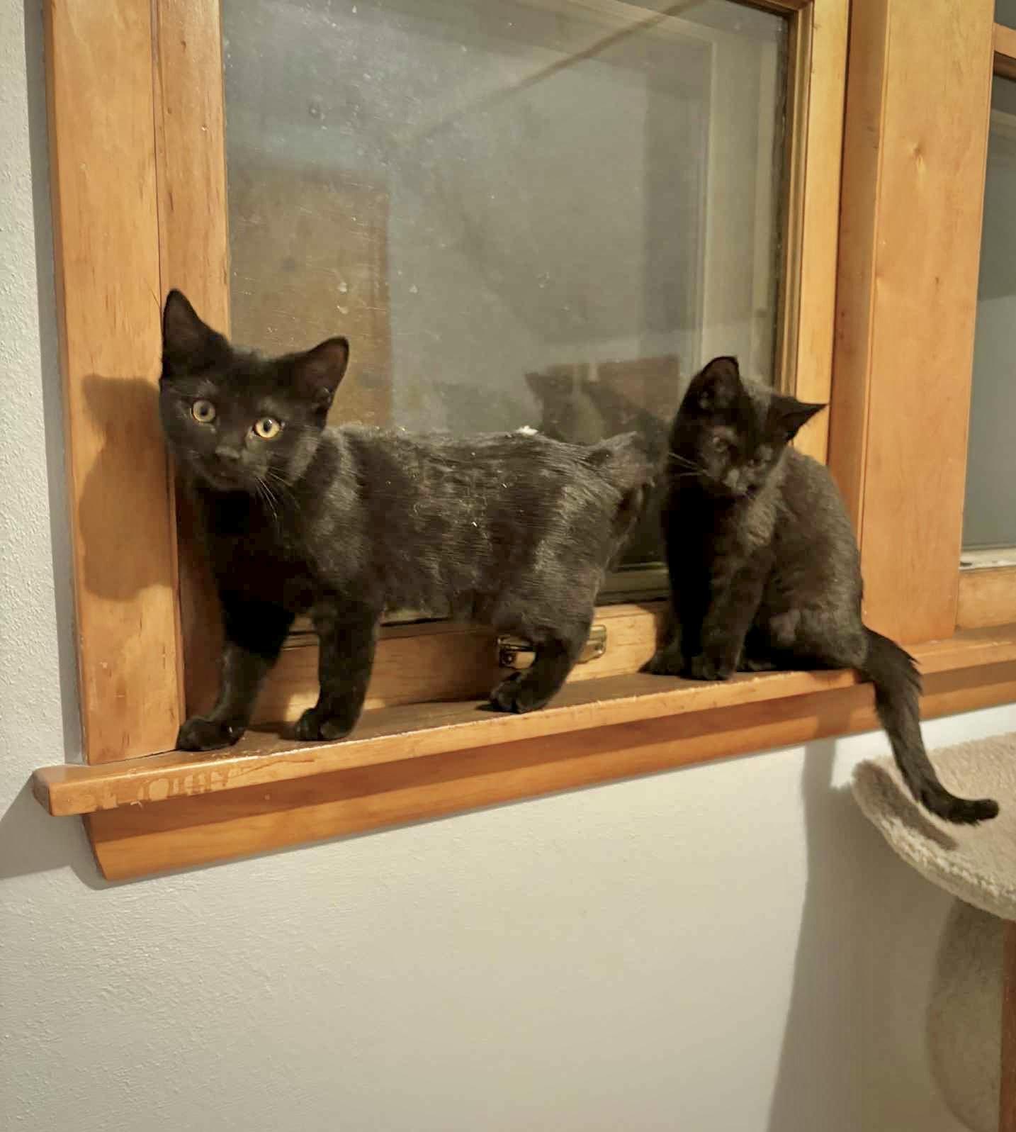 Ruby & Zinnia, ADOPTABLE, Kitten Female Domestic Short Hair.