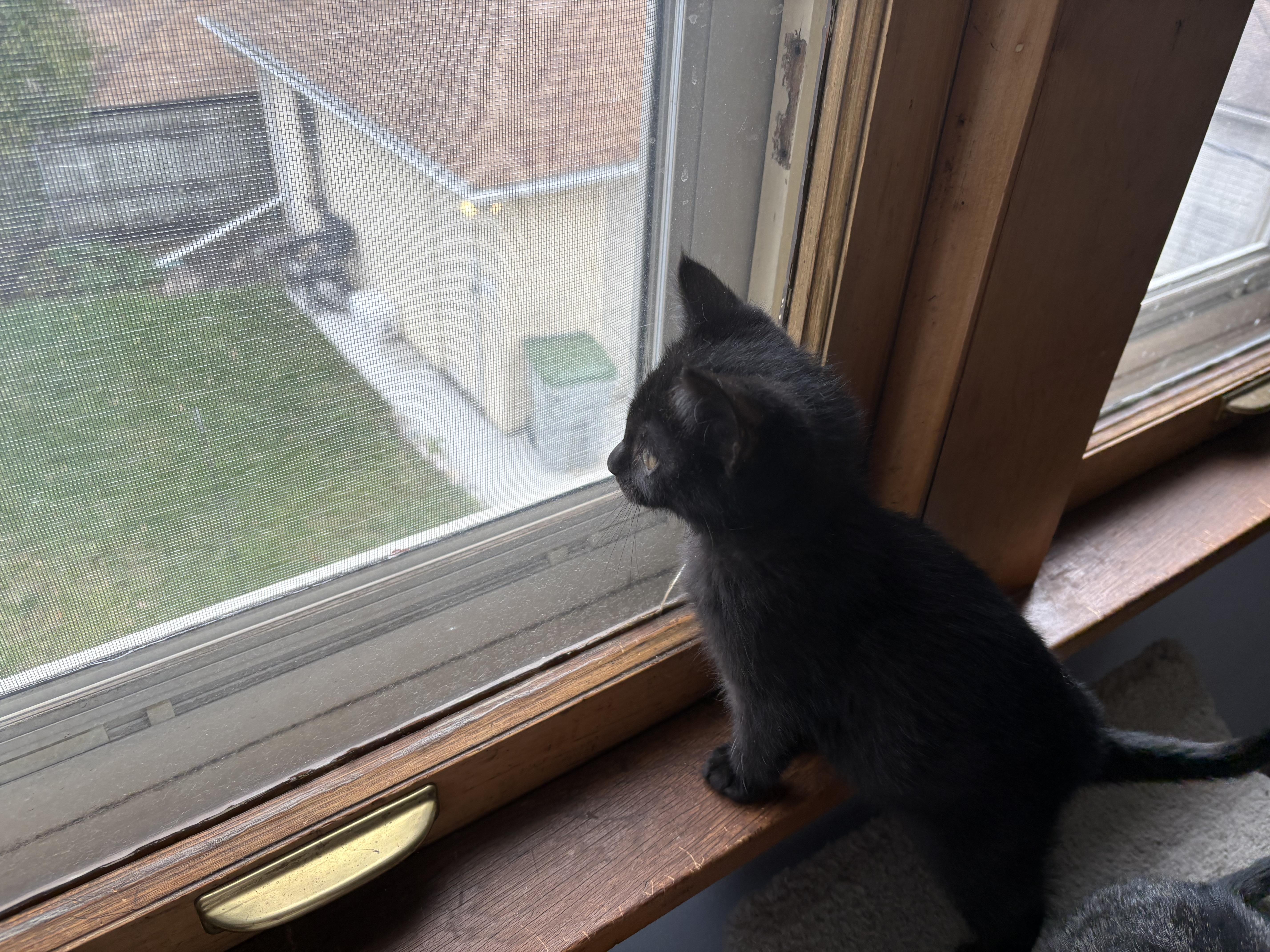 Enlarge Ruby & Zinnia, a ADOPTABLE Domestic Short Hair in Milwaukee, WI image 6/6