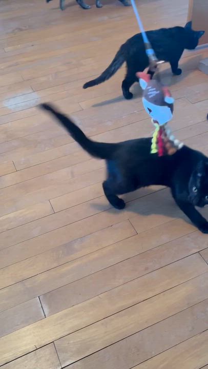 Enlarge Ruby & Zinnia, a ADOPTABLE Domestic Short Hair in Milwaukee, WI video 5/6