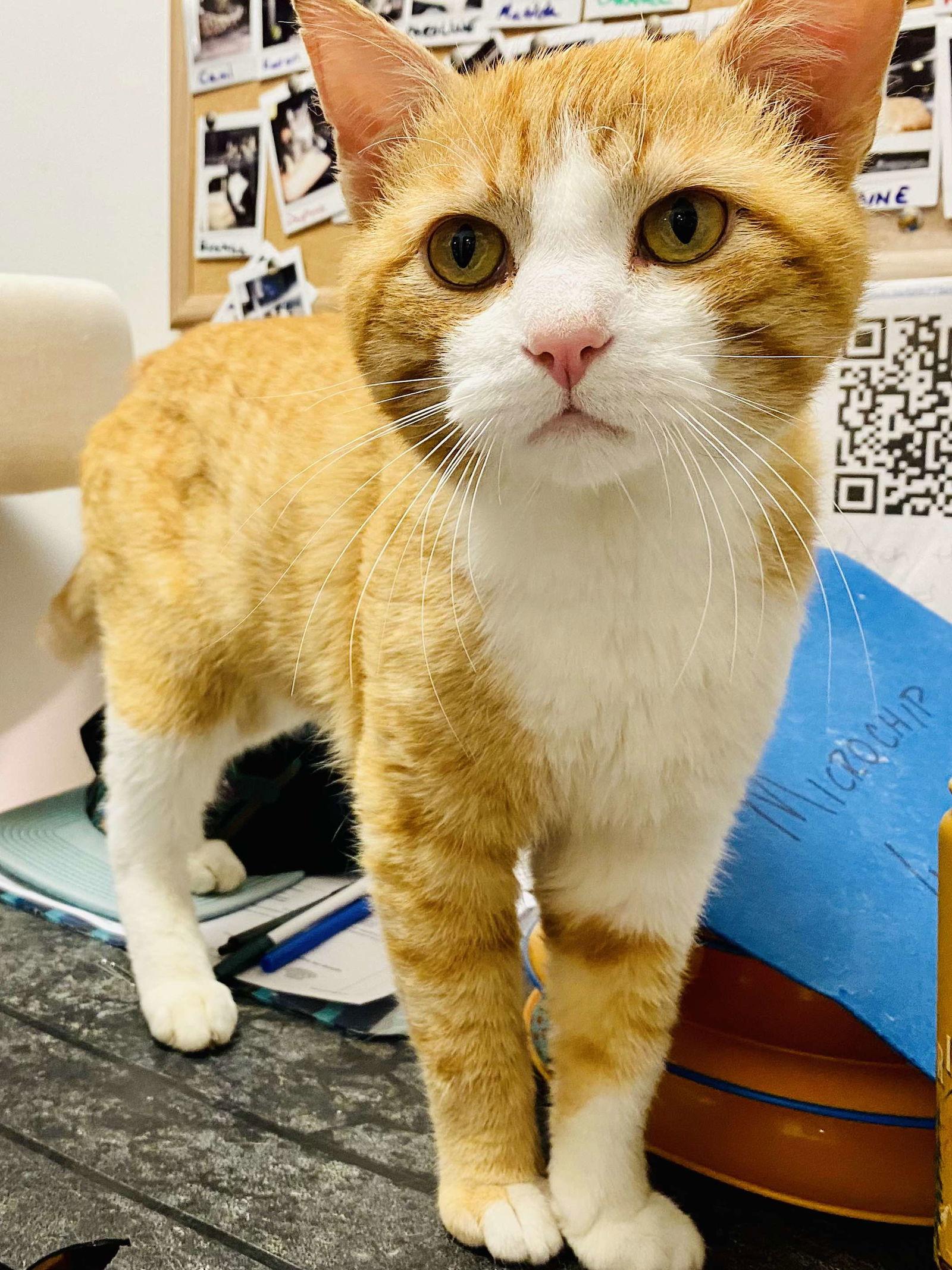 Nolan — thumbnail 2