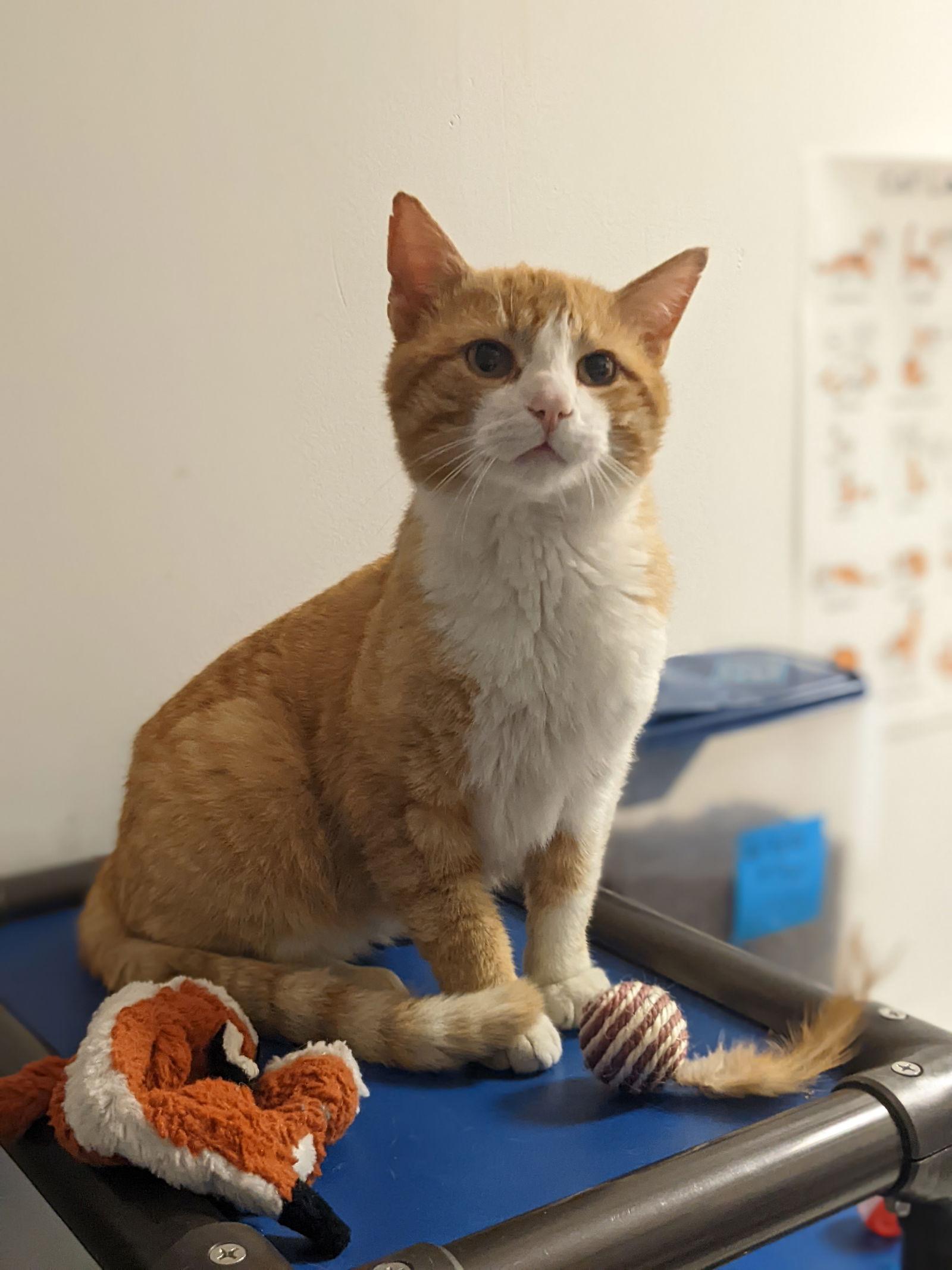 Nolan — thumbnail 3