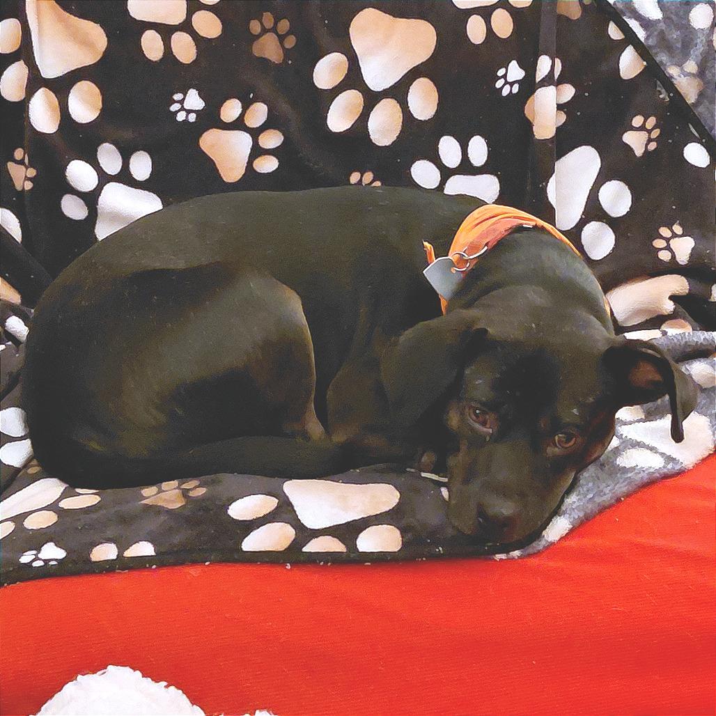 Enlarge Odin, a Adoptable Mixed Breed in Chattanooga, TN image 1/6