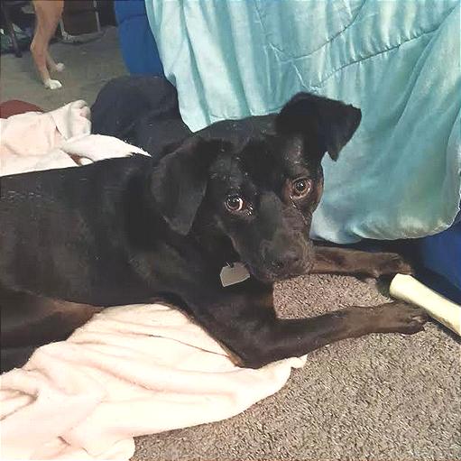 Enlarge Odin, a Adoptable Mixed Breed in Chattanooga, TN image 2/6