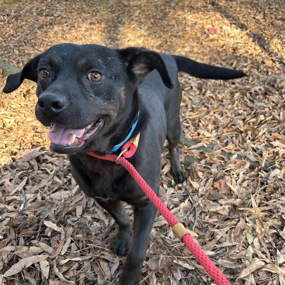 Enlarge Odin, a Adoptable Mixed Breed in Chattanooga, TN image 3/6