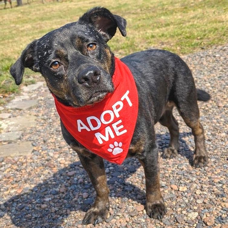 Enlarge Odin, a Adoptable Mixed Breed in Chattanooga, TN image 4/6