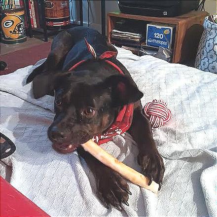 Enlarge Odin, a Adoptable Mixed Breed in Chattanooga, TN image 5/6