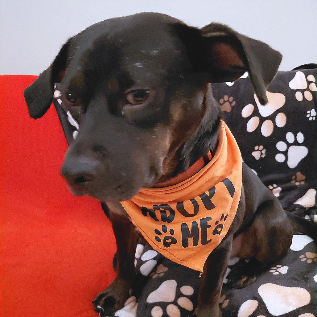 Enlarge Odin, a Adoptable Mixed Breed in Chattanooga, TN image 6/6