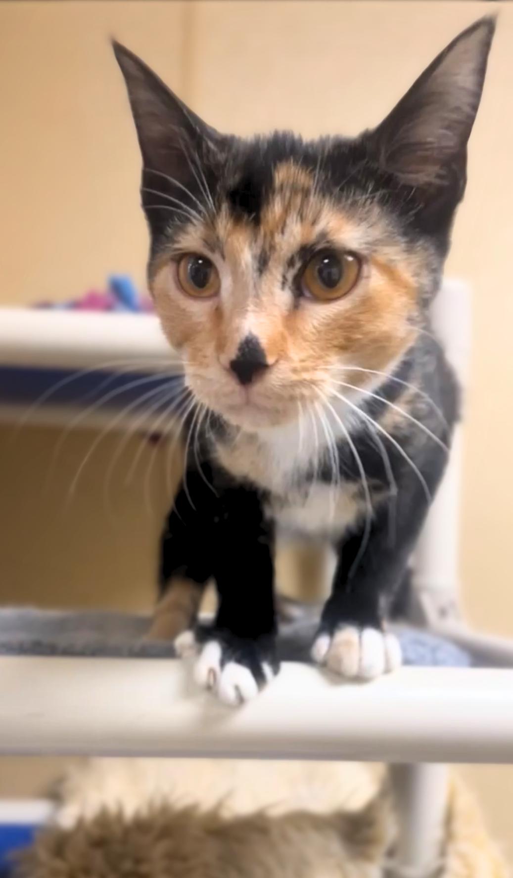 Harriet, adopted, Young Female Domestic Short Hair.