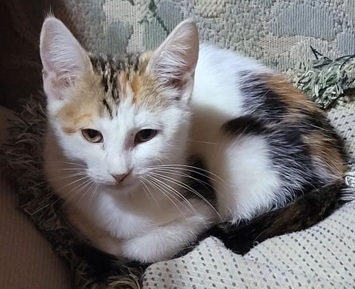 Enlarge Jigsaw — The Sweet Window Lounger - Courtesy Listing, a ADOPTABLE Calico in Prescott, AZ image 3/4