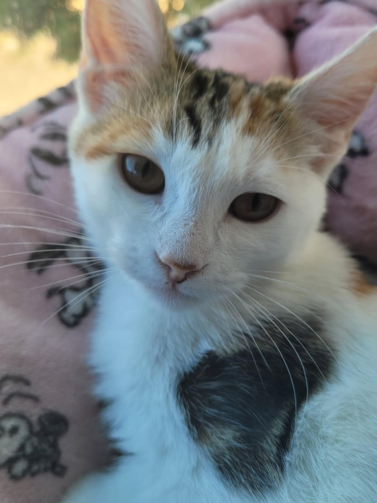 Enlarge Jigsaw — The Sweet Window Lounger - Courtesy Listing, a ADOPTABLE Calico in Prescott, AZ image 1/4