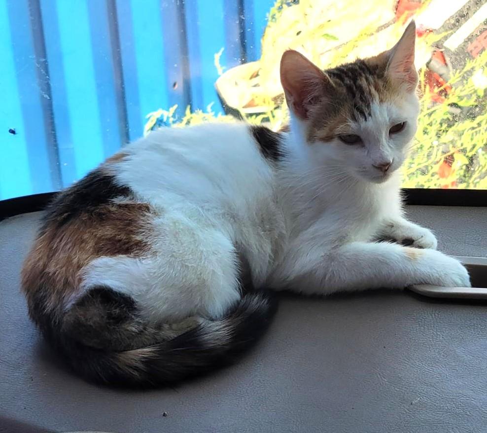 Enlarge Jigsaw — The Sweet Window Lounger - Courtesy Listing, a ADOPTABLE Calico in Prescott, AZ image 4/4