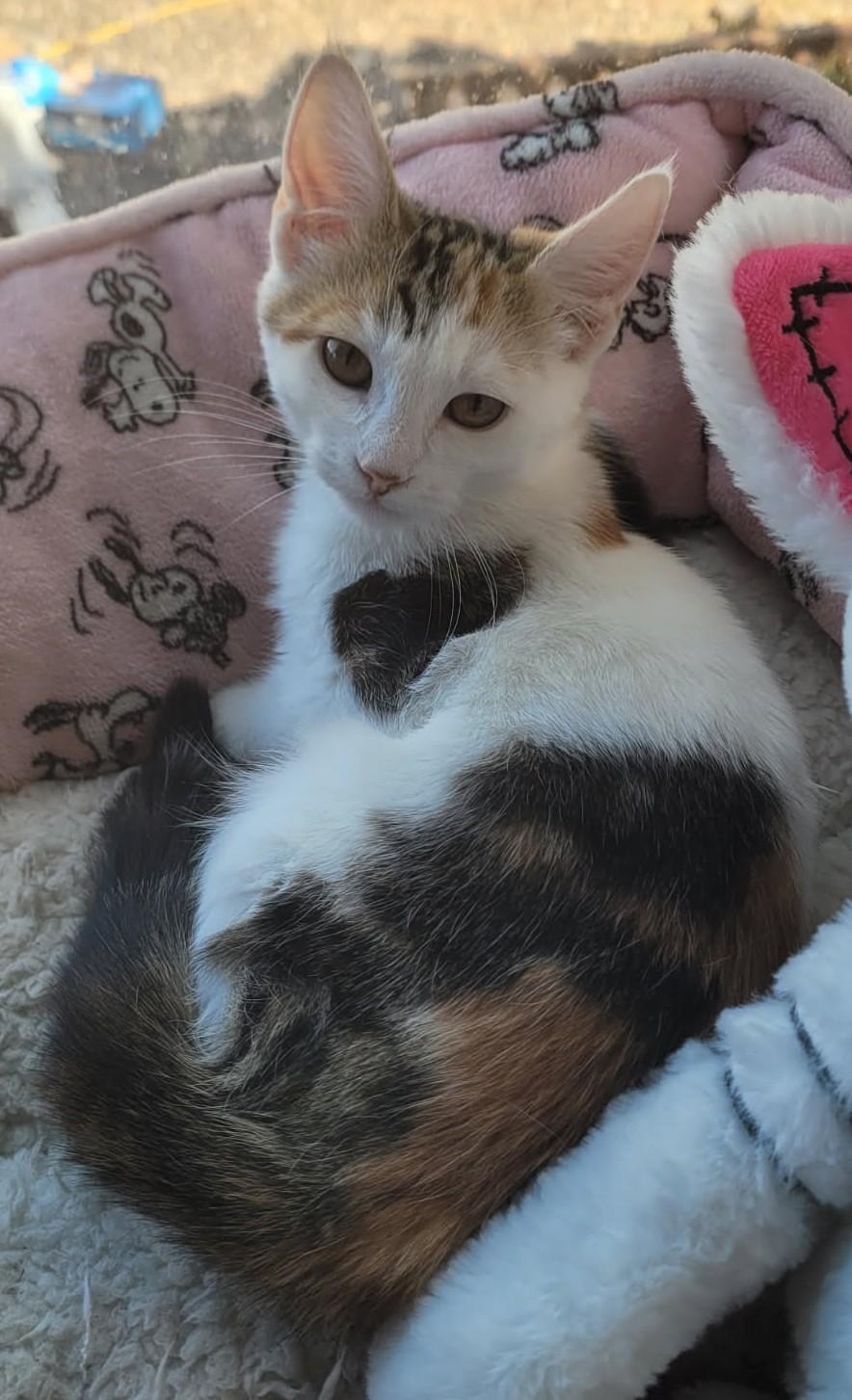 Enlarge Jigsaw — The Sweet Window Lounger - Courtesy Listing, a ADOPTABLE Calico in Prescott, AZ image 2/4