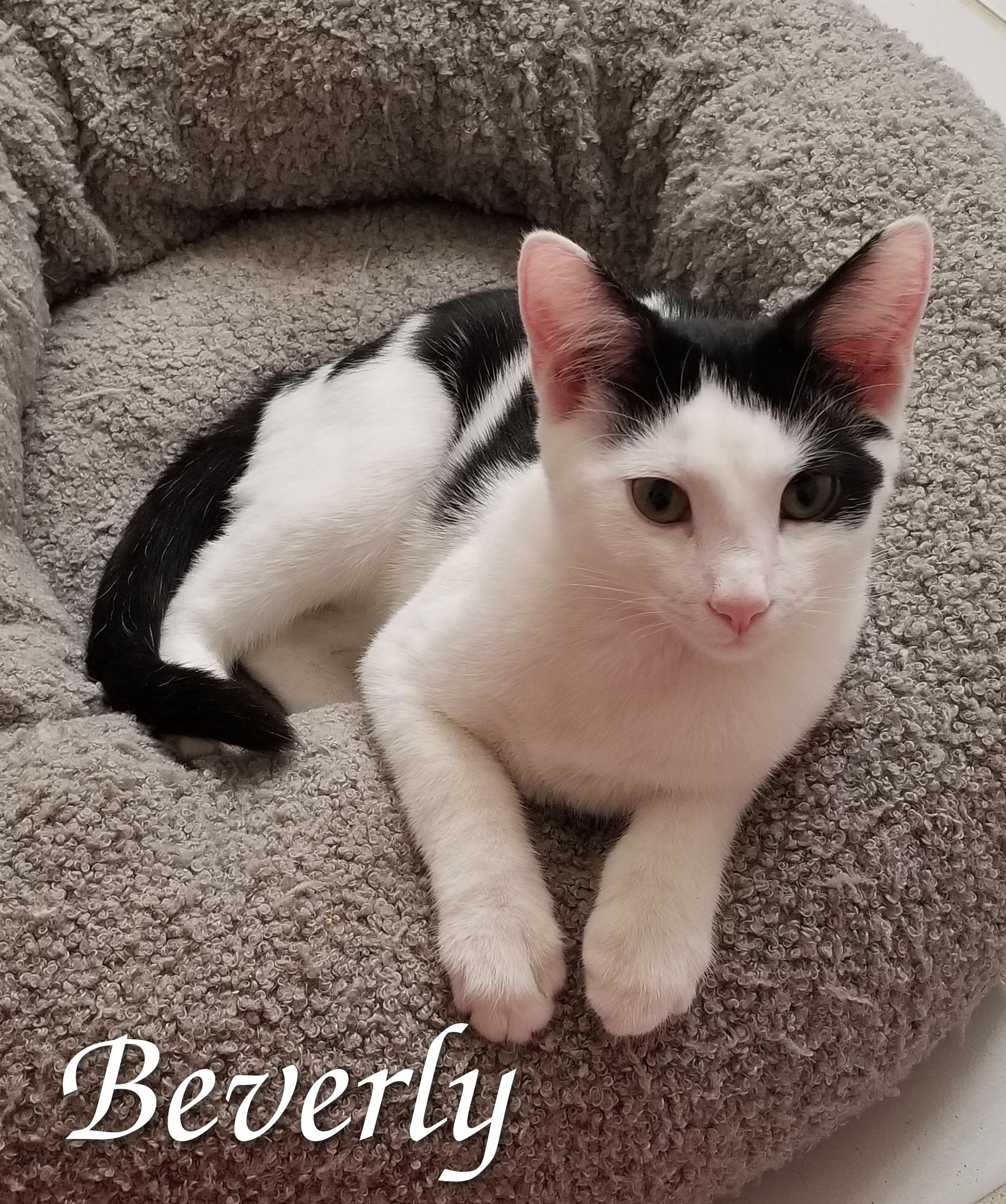Enlarge Say Hello to Beverly, Bones & Julian, a Adoptable Domestic Short Hair in Laurel, MD image 3/6