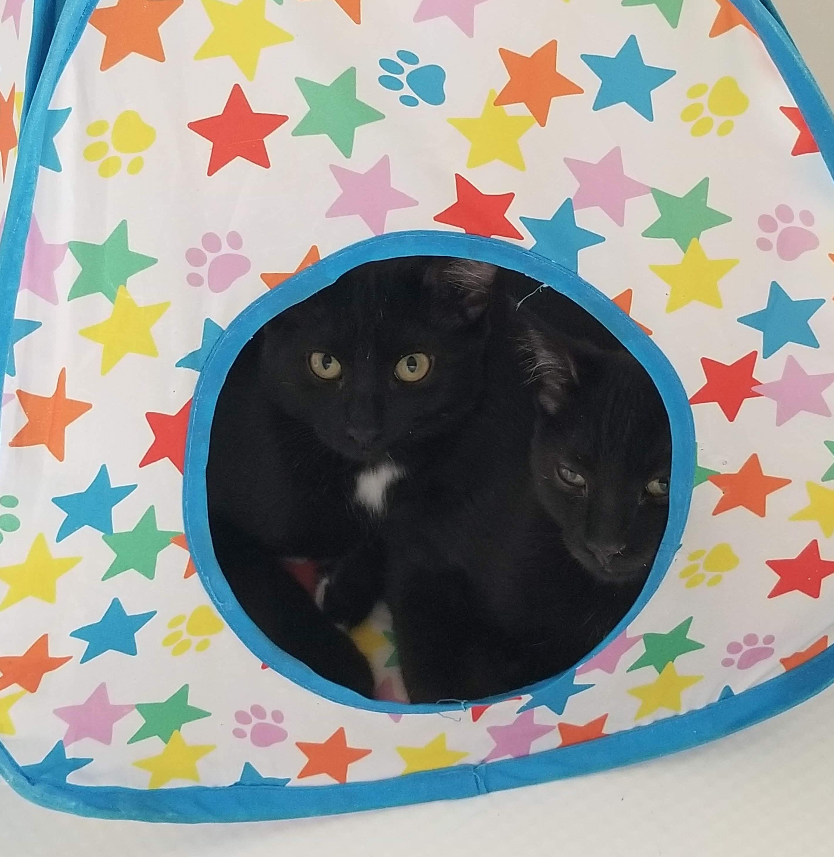 Enlarge Say Hello to Beverly, Bones & Julian, a Adoptable Domestic Short Hair in Laurel, MD image 6/6