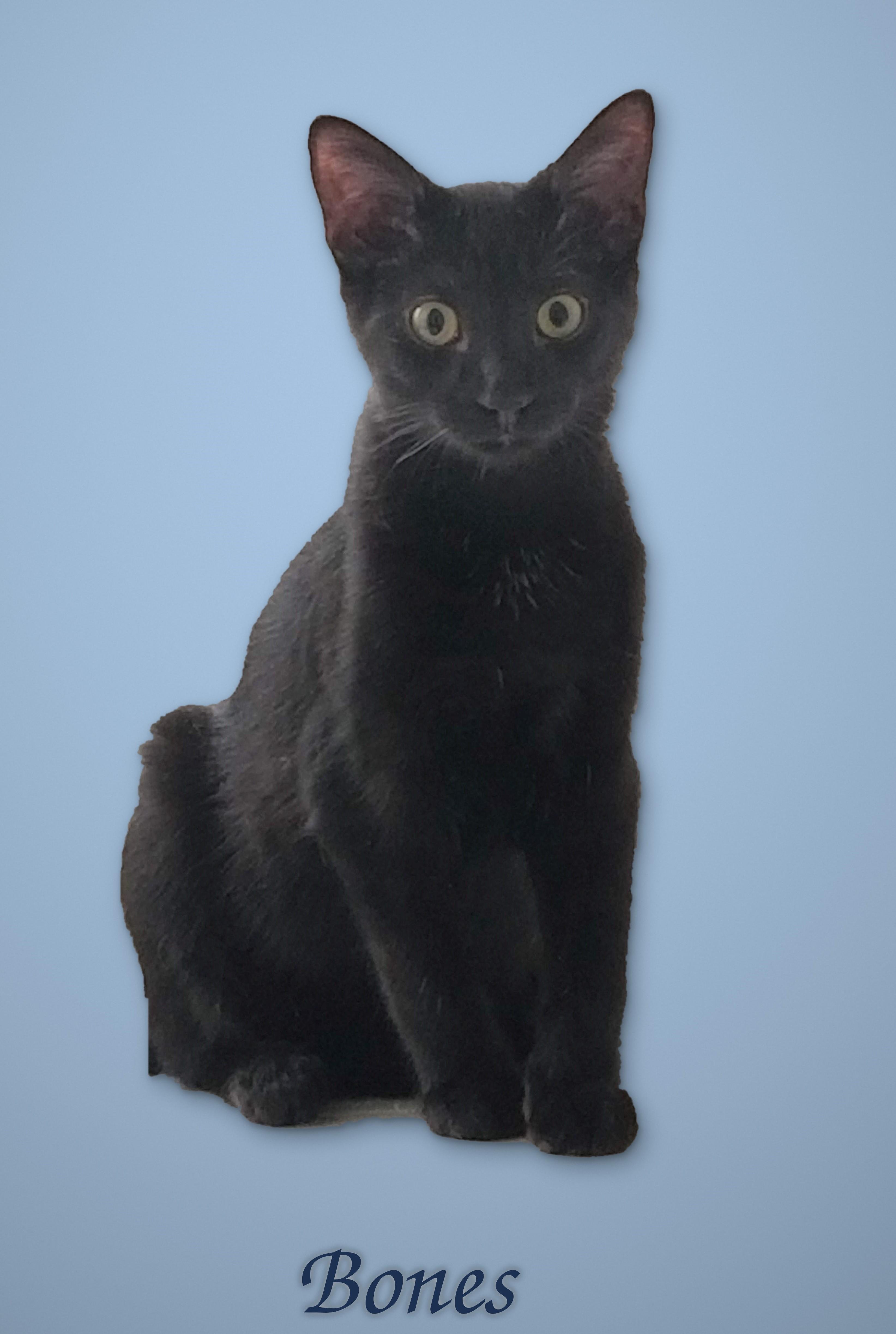 Enlarge Say Hello to Beverly, Bones & Julian, a Adoptable Domestic Short Hair in Laurel, MD image 4/6