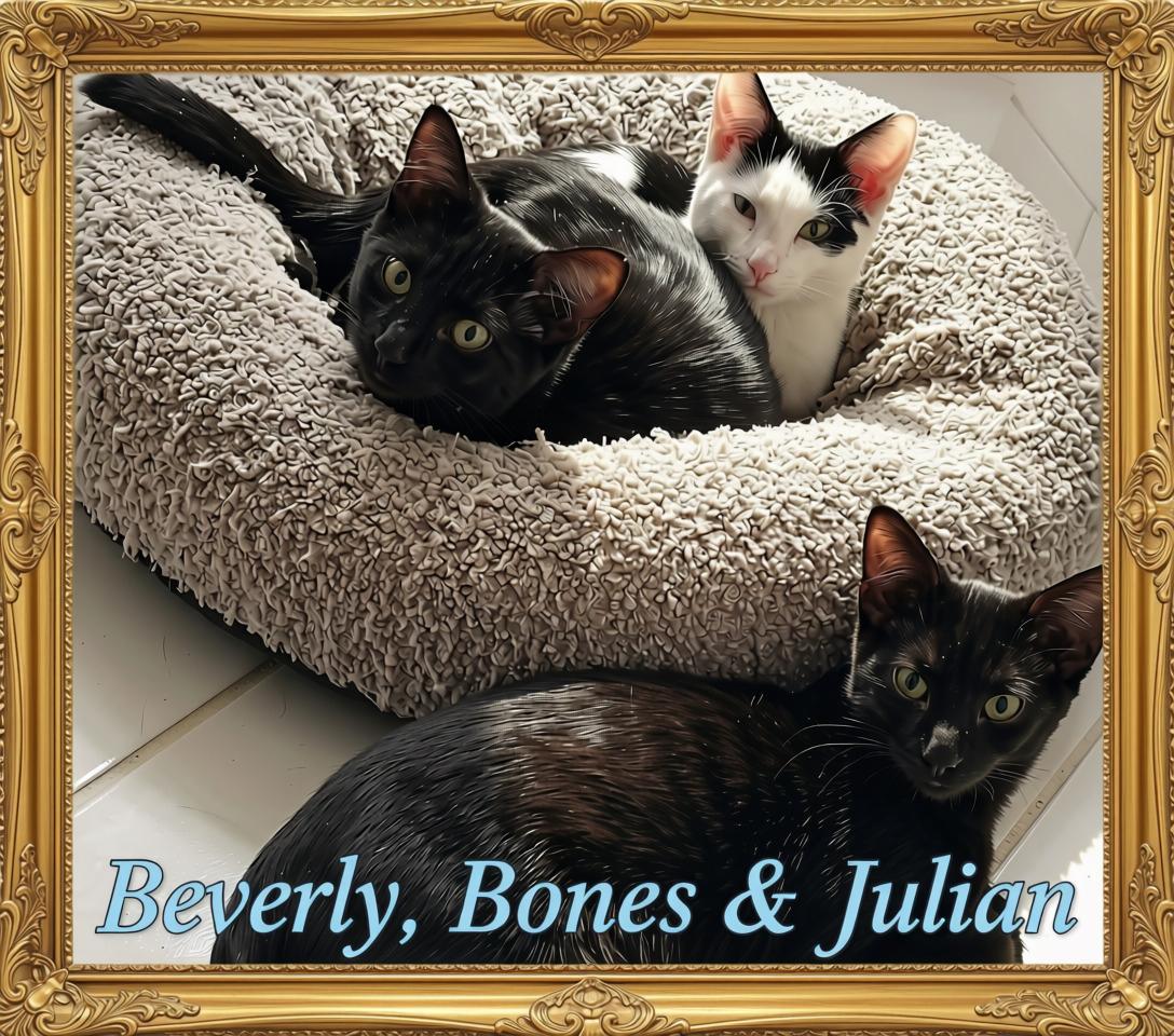 Say Hello to Beverly, Bones & Julian, Adoptable, Kitten Male Domestic Short Hair.