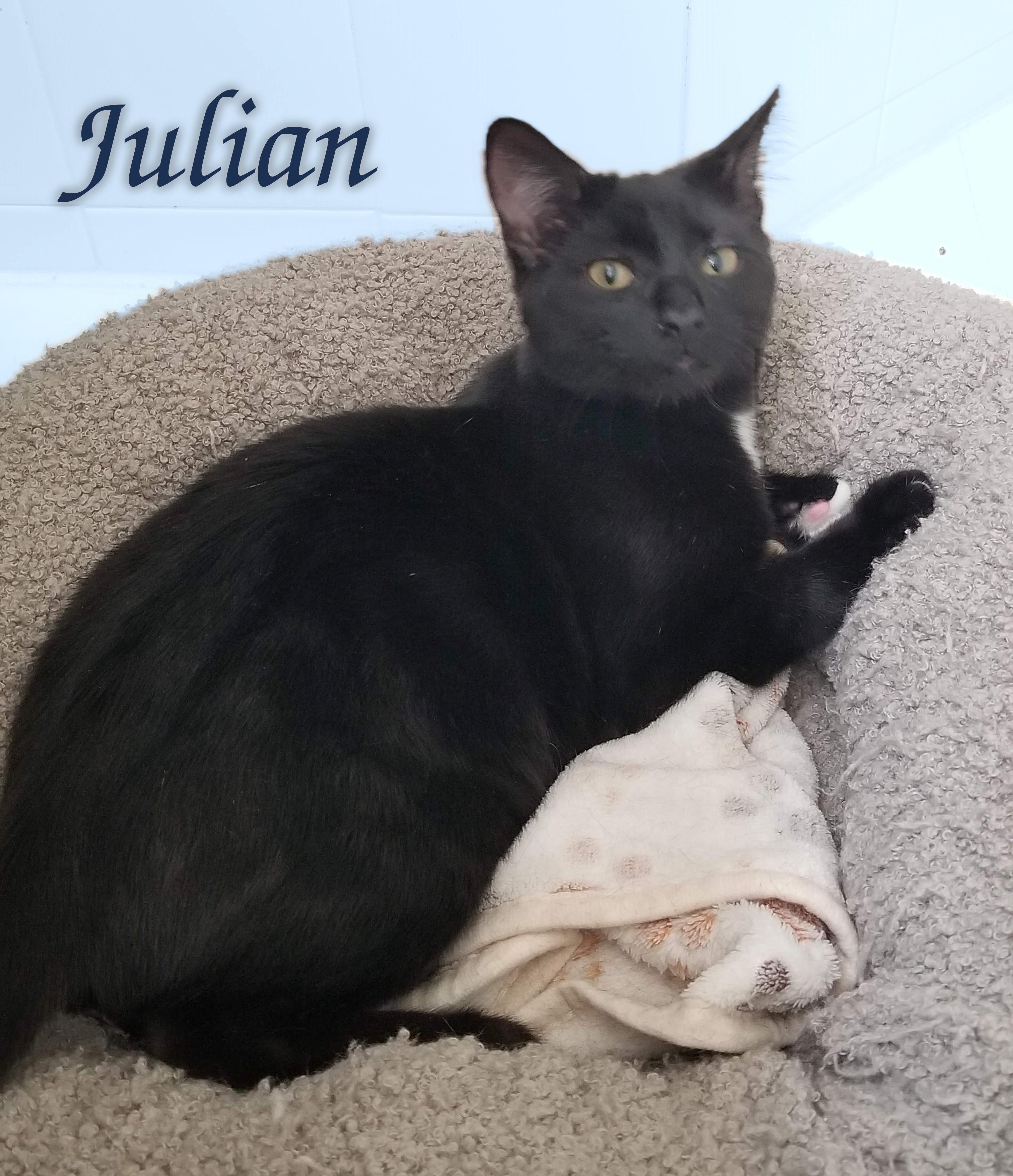 Enlarge Say Hello to Beverly, Bones & Julian, a Adoptable Domestic Short Hair in Laurel, MD image 5/6