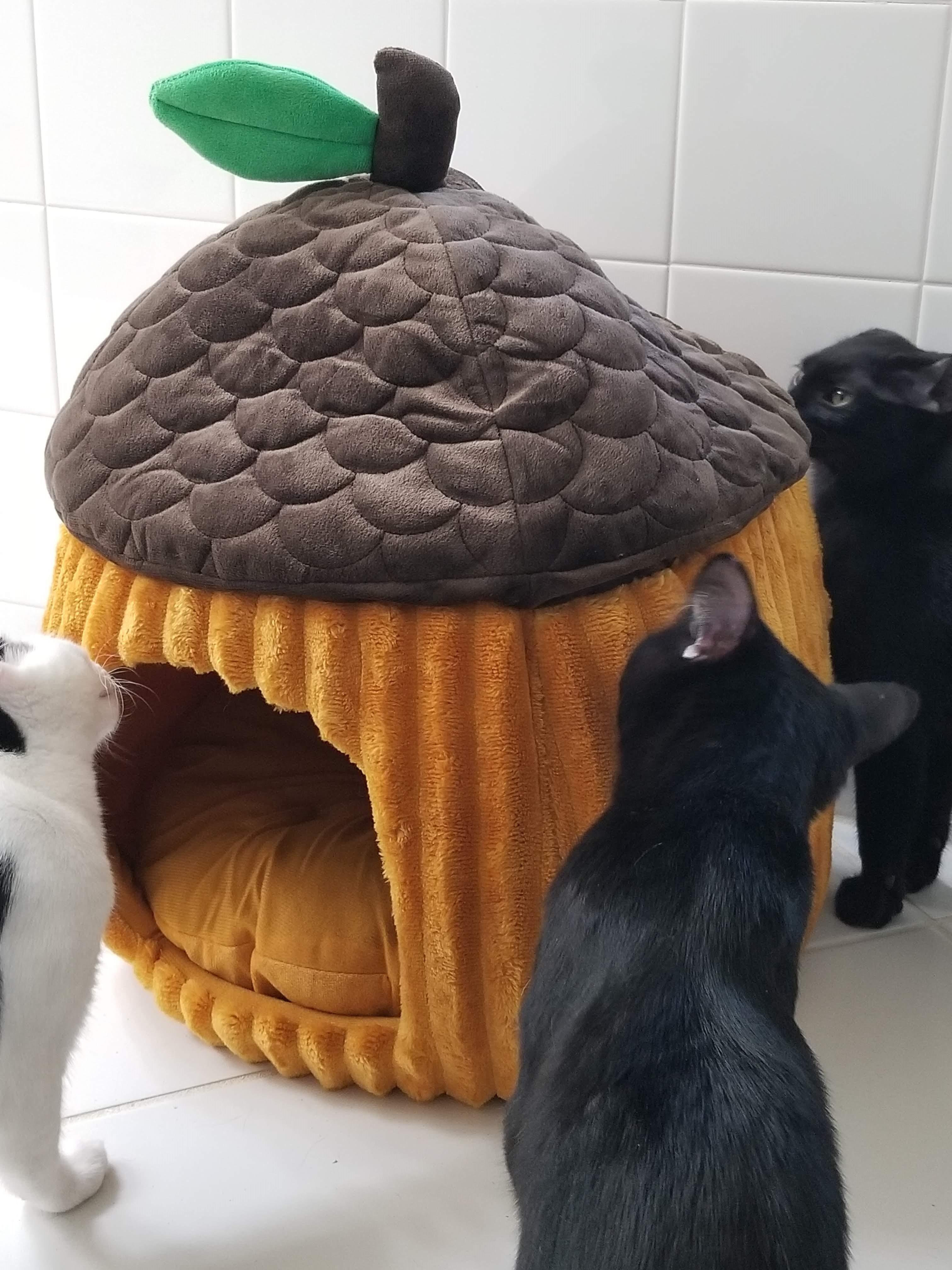 Enlarge Say Hello to Beverly, Bones & Julian, a Adoptable Domestic Short Hair in Laurel, MD image 2/6