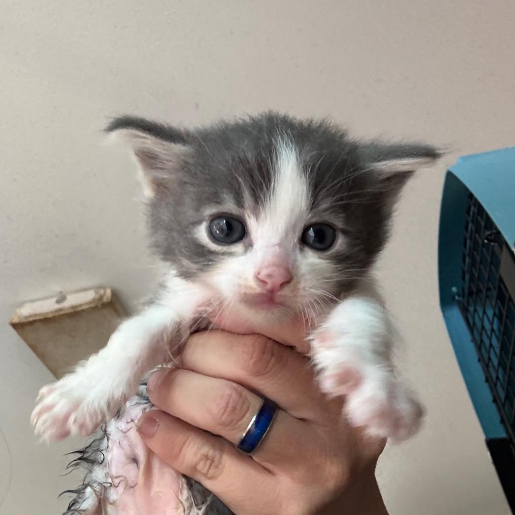 Enlarge Gomer, a Adoptable Domestic Medium Hair in Yucaipa, CA image 1/1