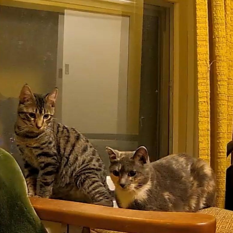 Enlarge Griffin, an adoptable Domestic Short Hair in Minneapolis, MN image 2/2