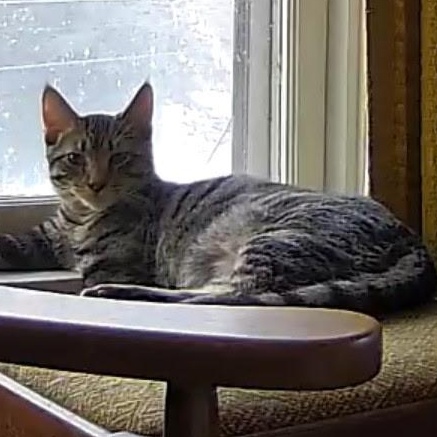 Enlarge Griffin, an adoptable Domestic Short Hair in Minneapolis, MN image 1/2