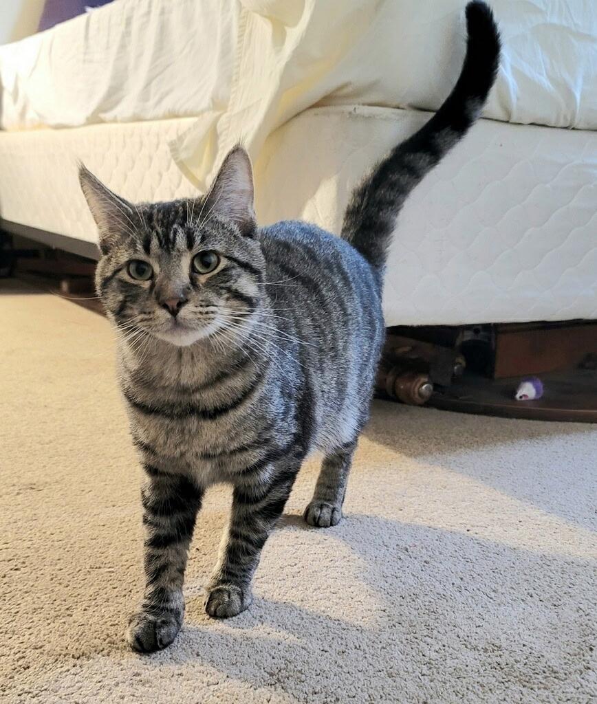 Enlarge Griffin, an adoptable Domestic Short Hair in Minneapolis, MN image 1/3