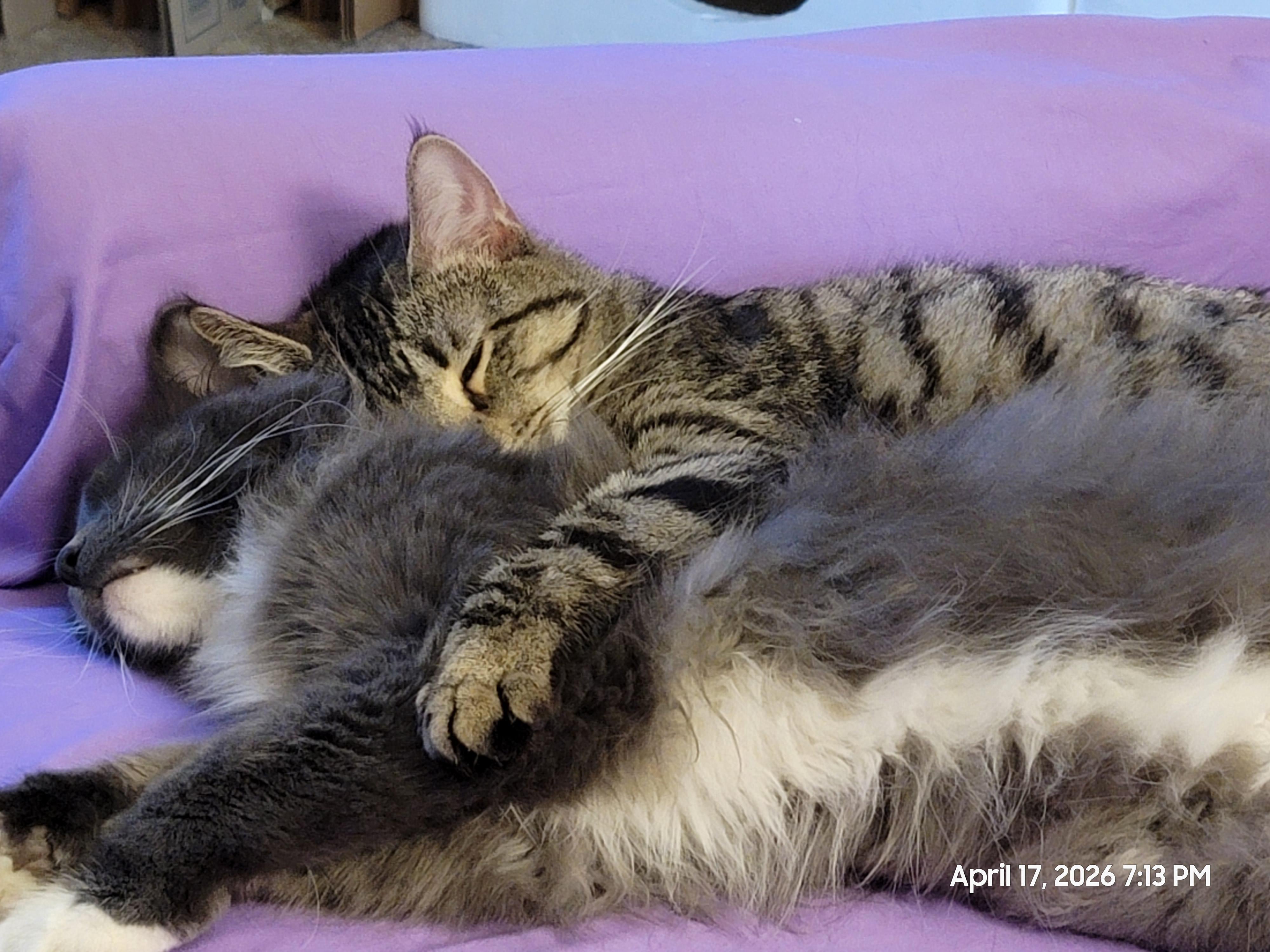 Enlarge Griffin, an adoptable Domestic Short Hair in Minneapolis, MN image 4/6