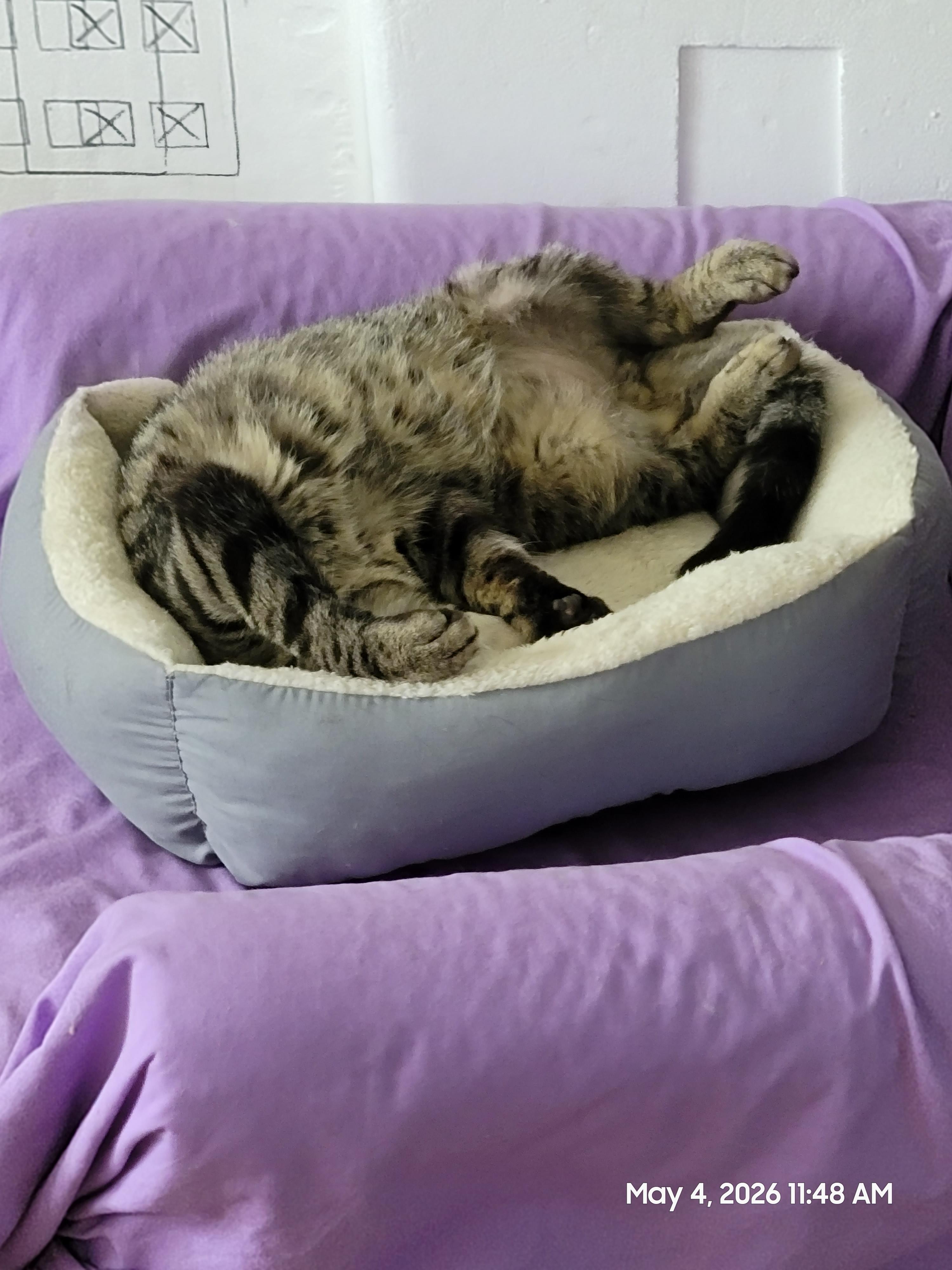 Enlarge Griffin, an adoptable Domestic Short Hair in Minneapolis, MN image 6/6