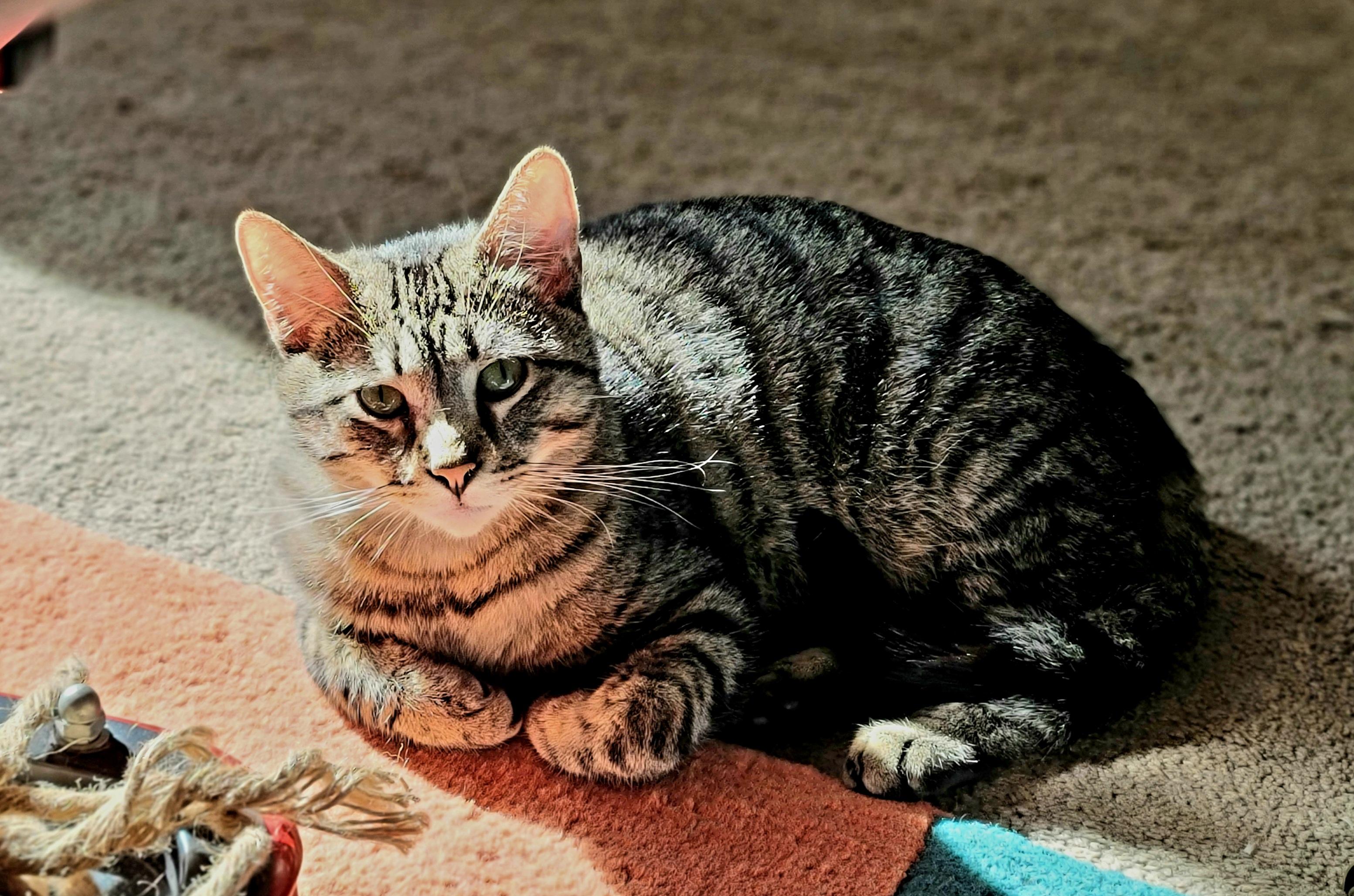 Enlarge Griffin, an adoptable Domestic Short Hair in Minneapolis, MN image 5/6