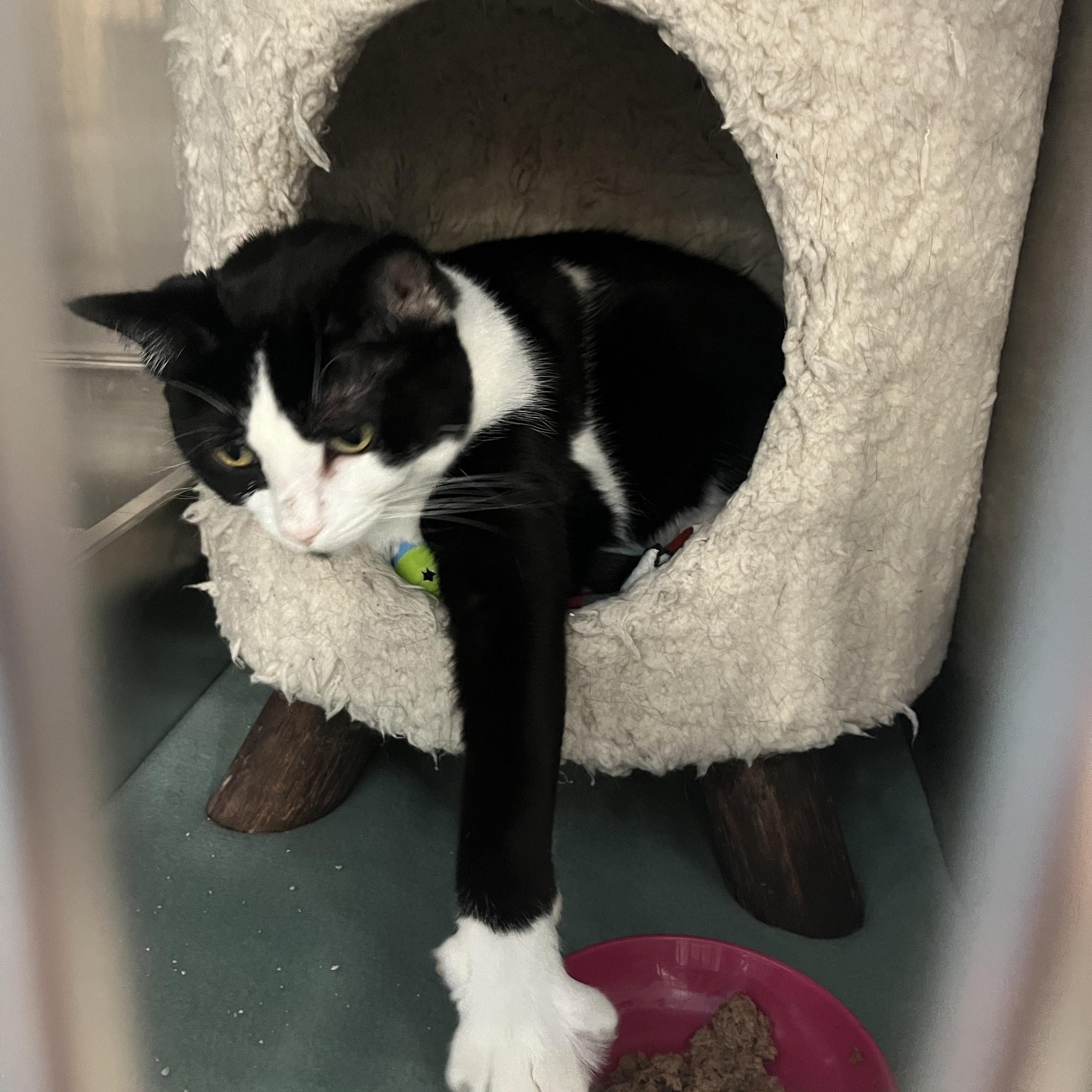 Yin, Adoptable, Adult Female Tuxedo & Domestic Short Hair.