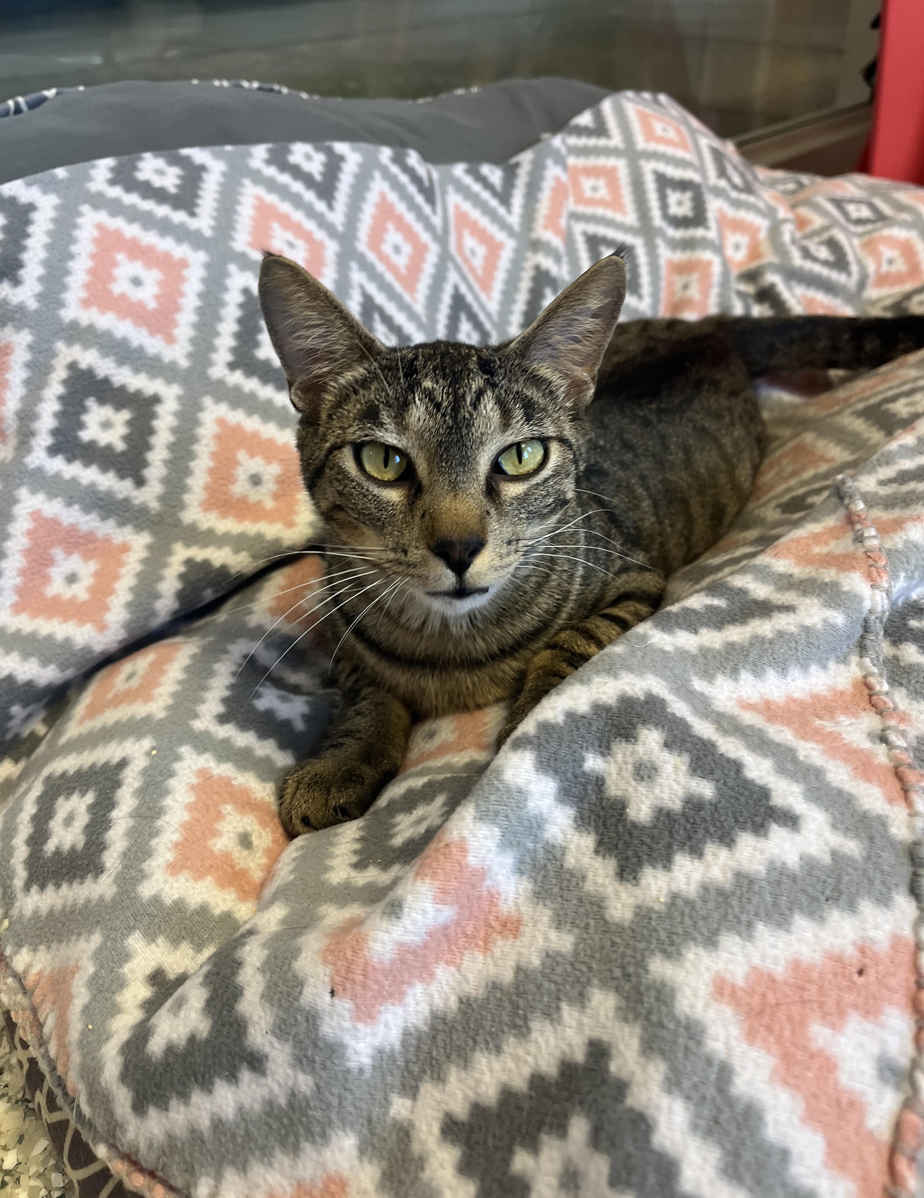 Rhubarb, ADOPTABLE, Adult Female Domestic Short Hair.