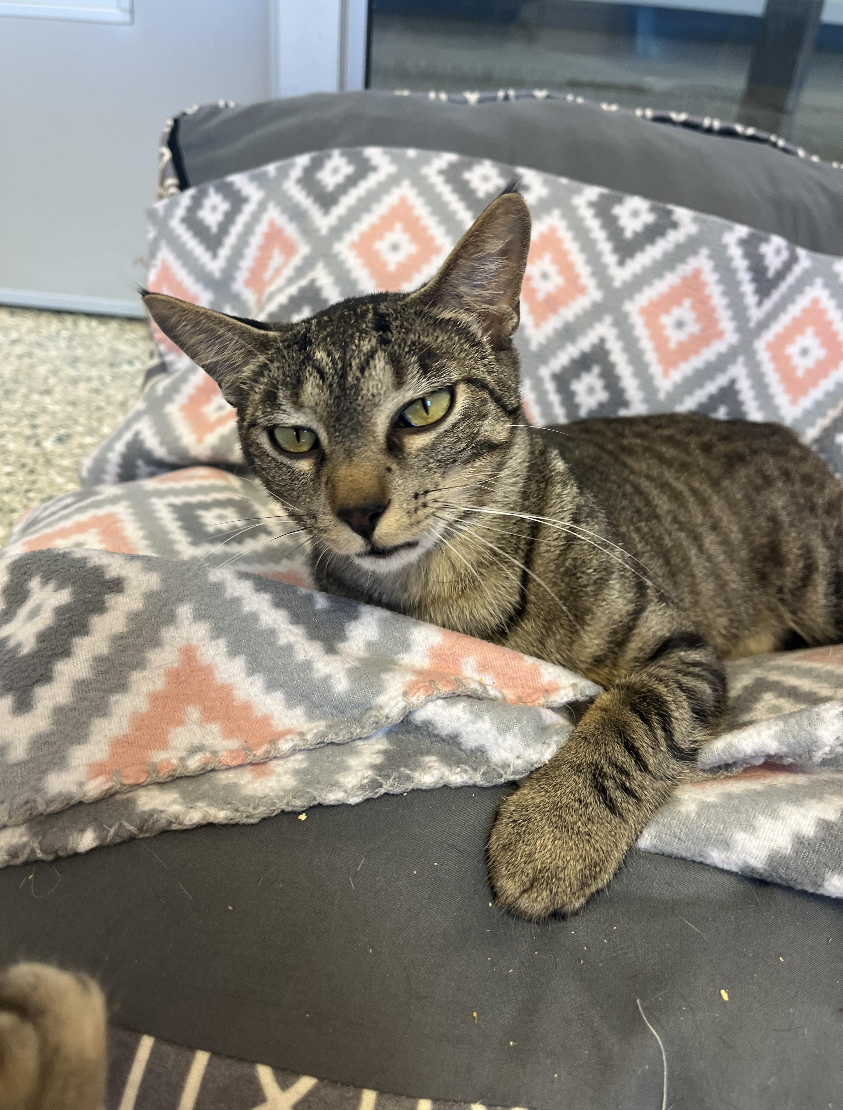 Rhubarb, a ADOPTABLE Domestic Short Hair in Cedar Rapids, IA image 6/6