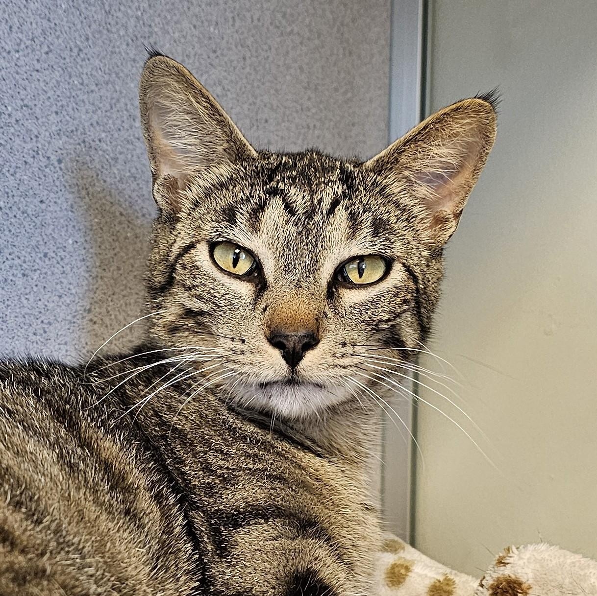Rhubarb, a ADOPTABLE Domestic Short Hair in Cedar Rapids, IA image 2/6