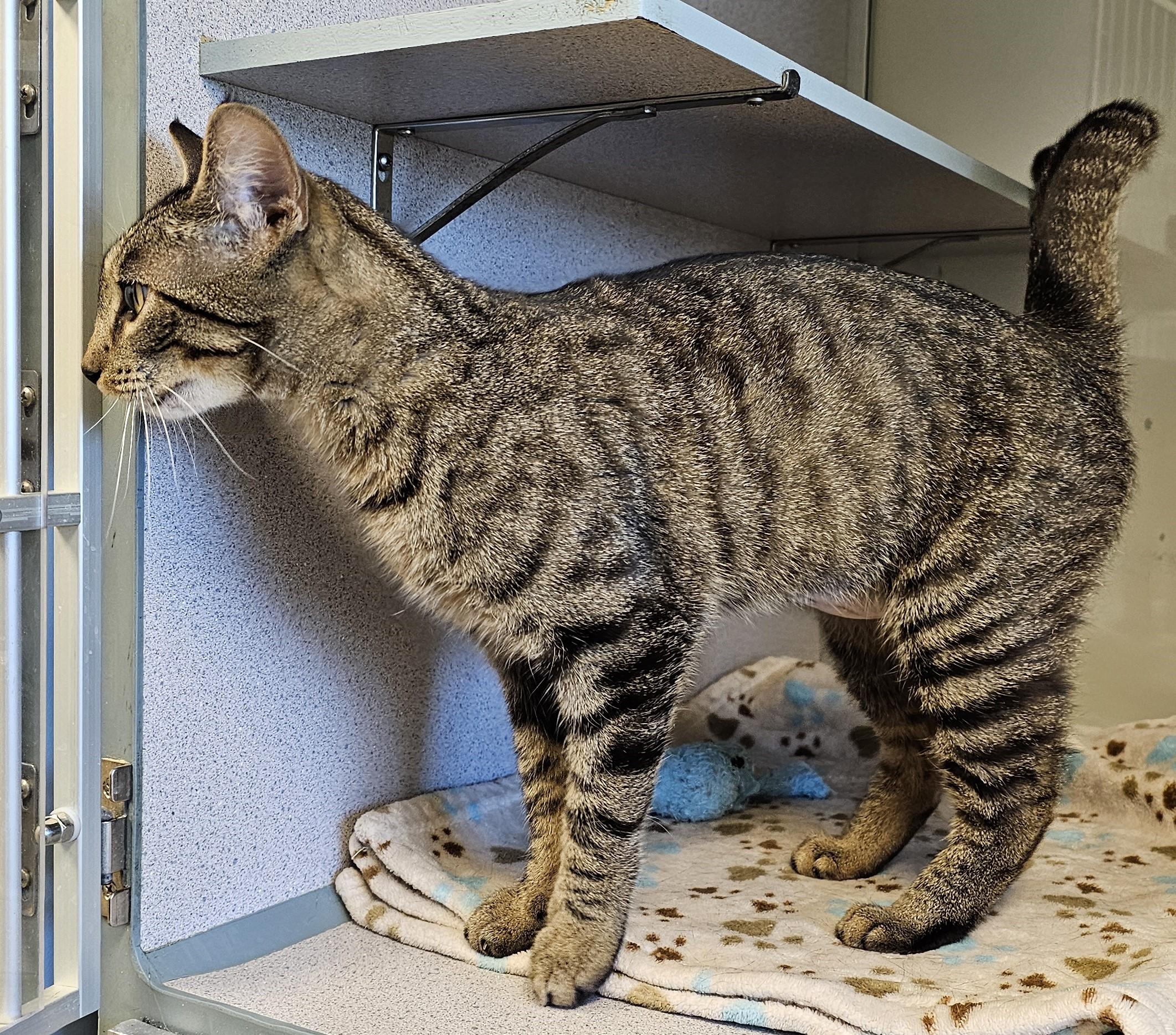 Rhubarb, a ADOPTABLE Domestic Short Hair in Cedar Rapids, IA image 4/6