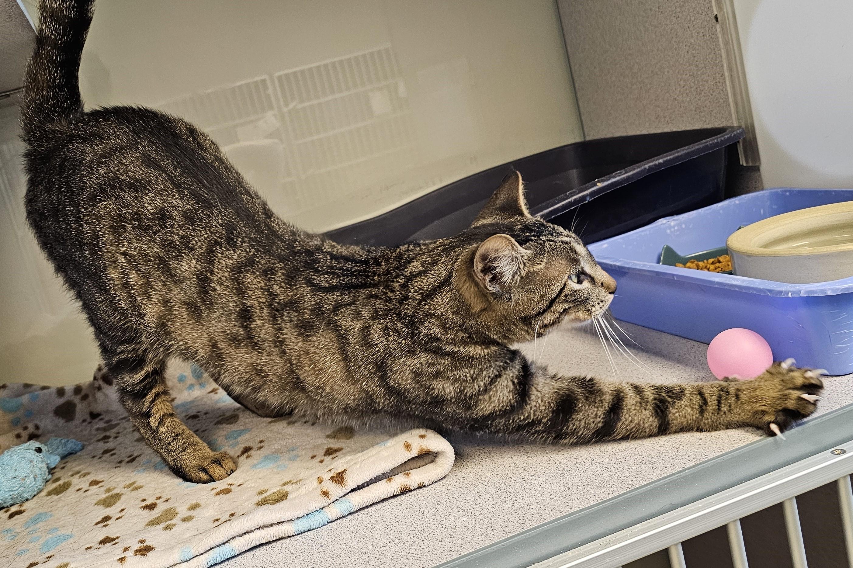 Rhubarb, a ADOPTABLE Domestic Short Hair in Cedar Rapids, IA image 3/6
