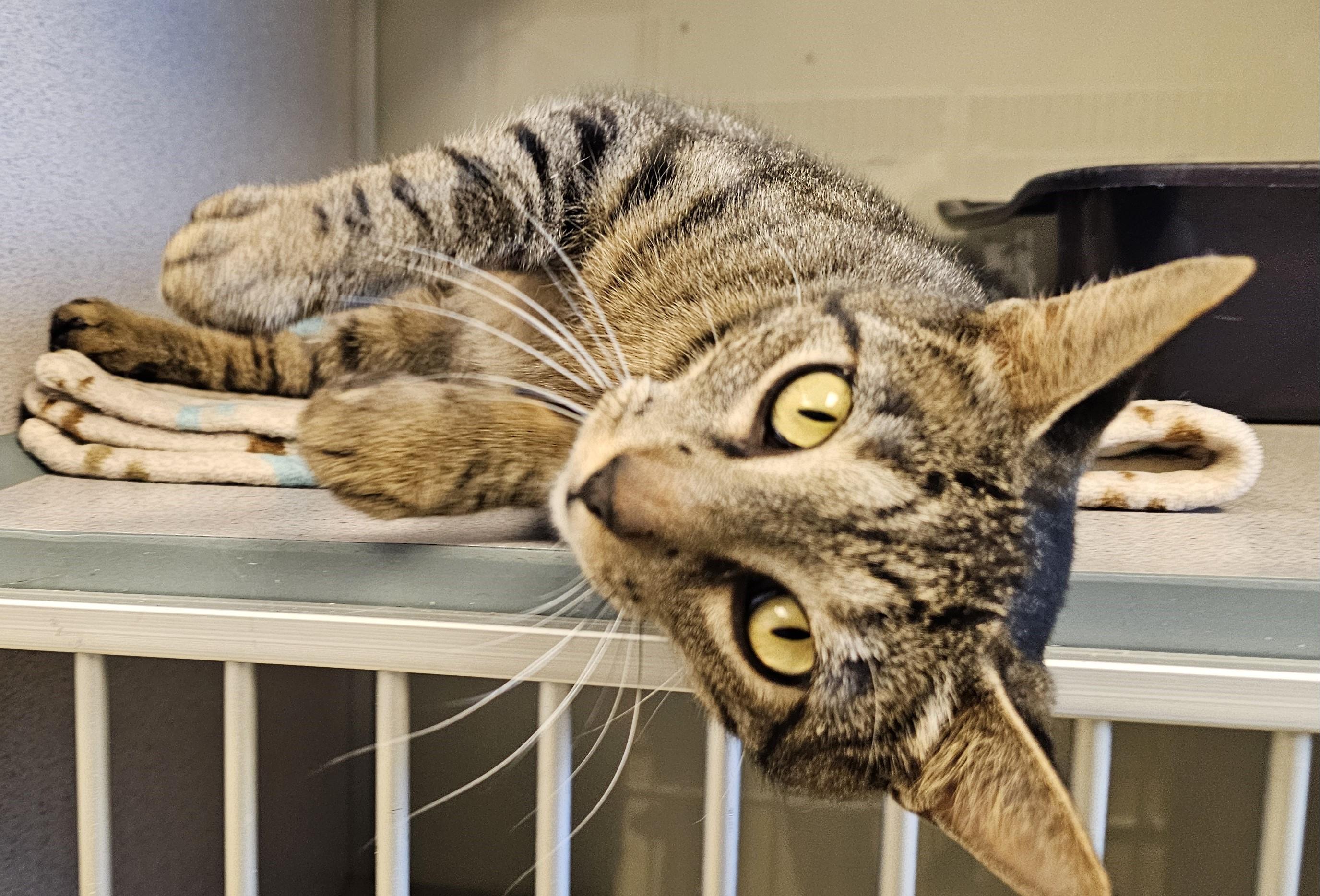 Rhubarb, a ADOPTABLE Domestic Short Hair in Cedar Rapids, IA image 5/6