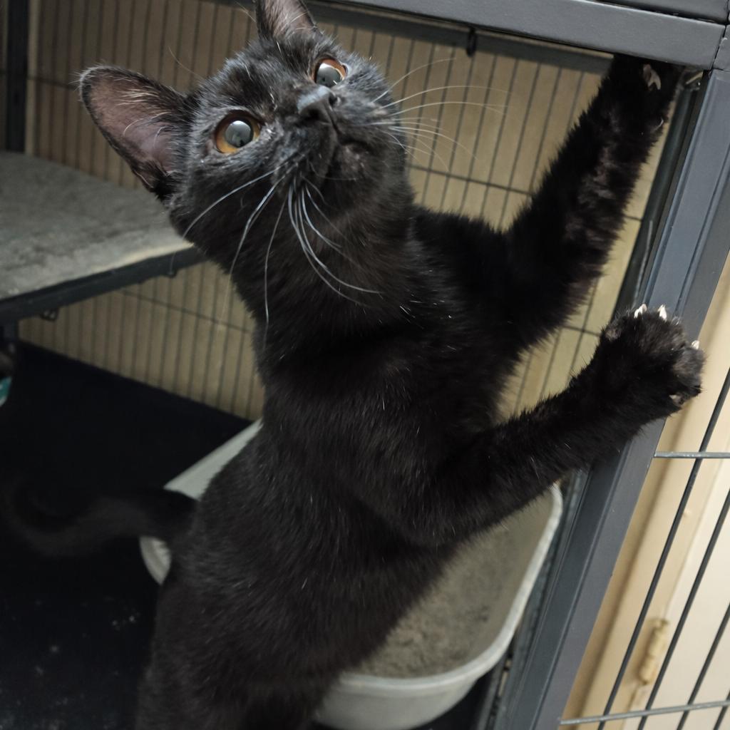 Crow, Adoptable, Young Male Domestic Long Hair.