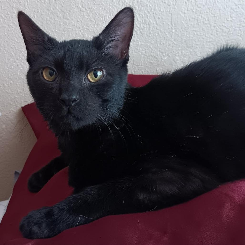 Crow, a Adoptable Domestic Long Hair in Springfield, OH image 2/2