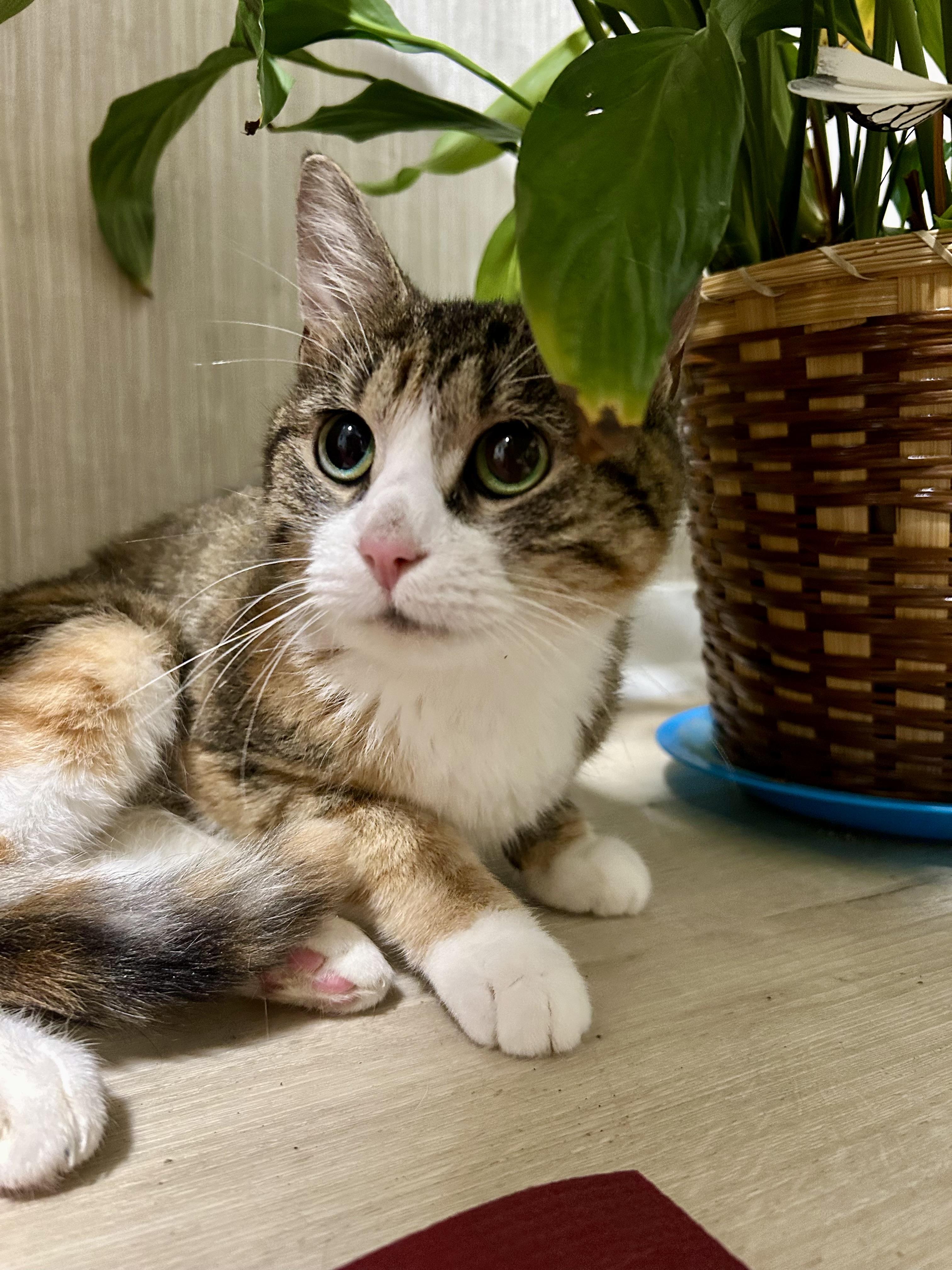 Pet Image