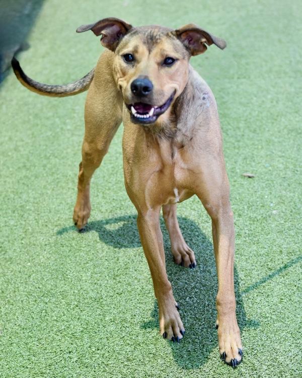 Enlarge Sage, a Adoptable mixed breed in Canton, GA image 1/2