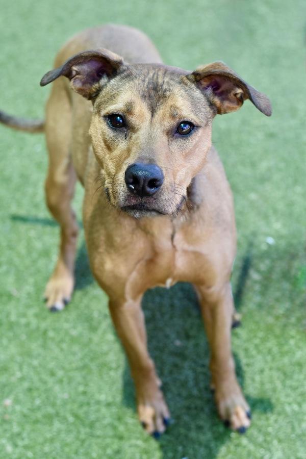Enlarge Sage, a Adoptable mixed breed in Canton, GA image 2/2