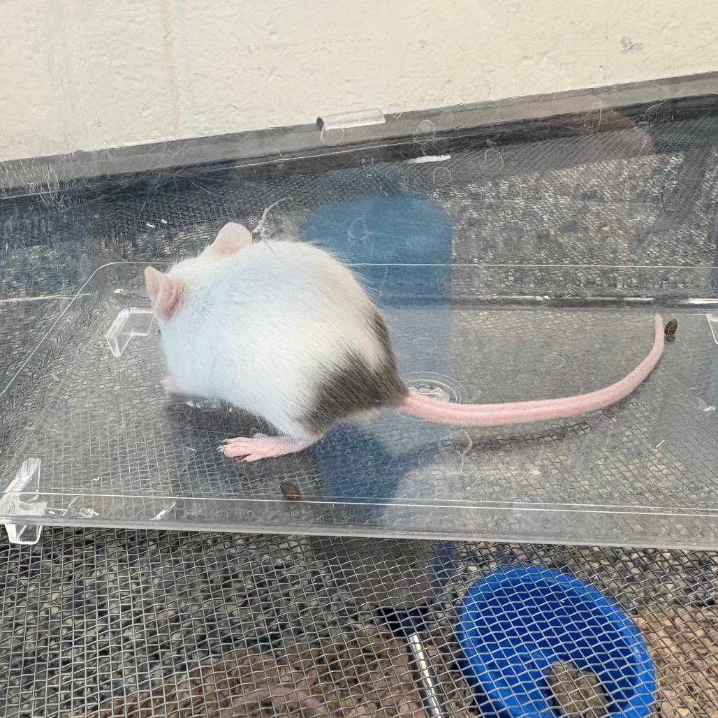 Nelly, a Adoptable Mouse in Fairport, NY image 1/4