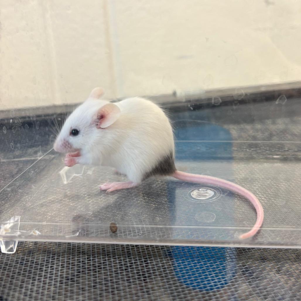 Nelly, a Adoptable Mouse in Fairport, NY image 2/4
