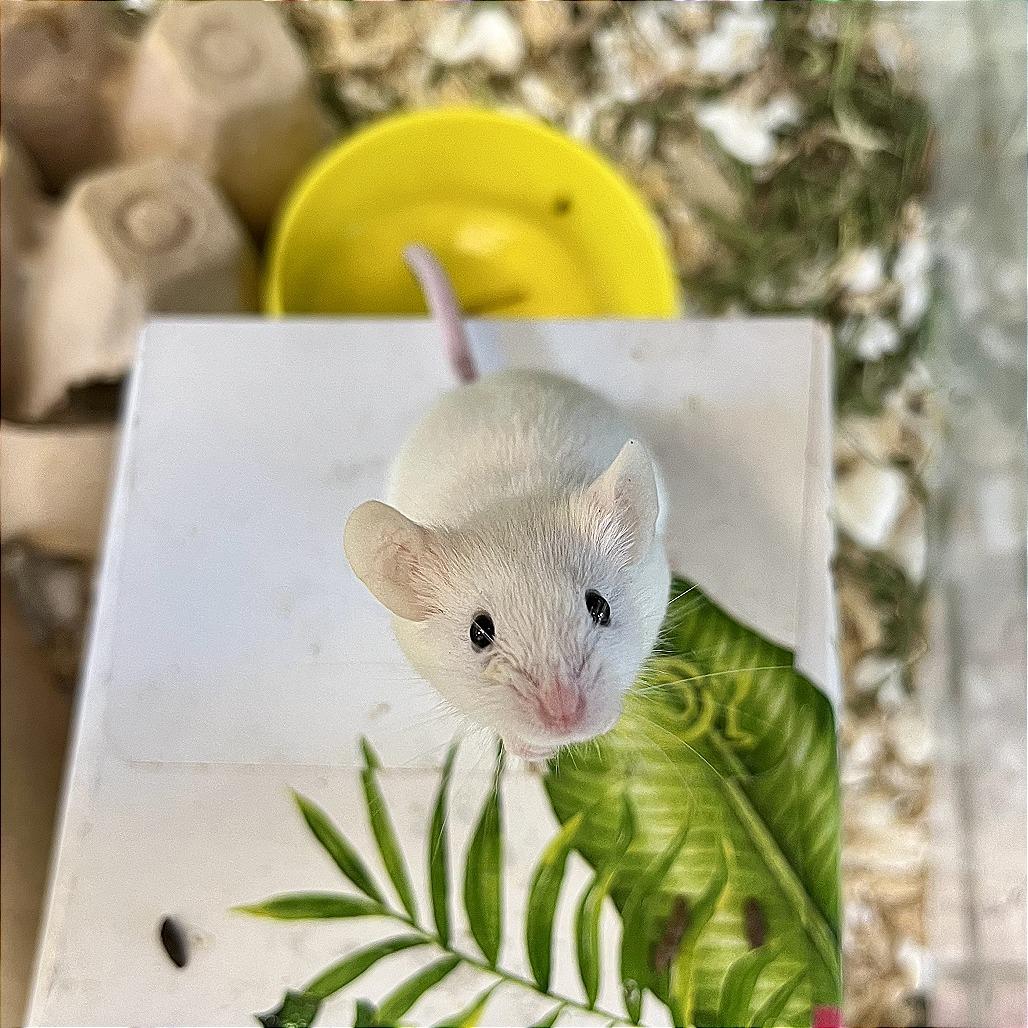 Nelly, a Adoptable Mouse in Fairport, NY image 3/4