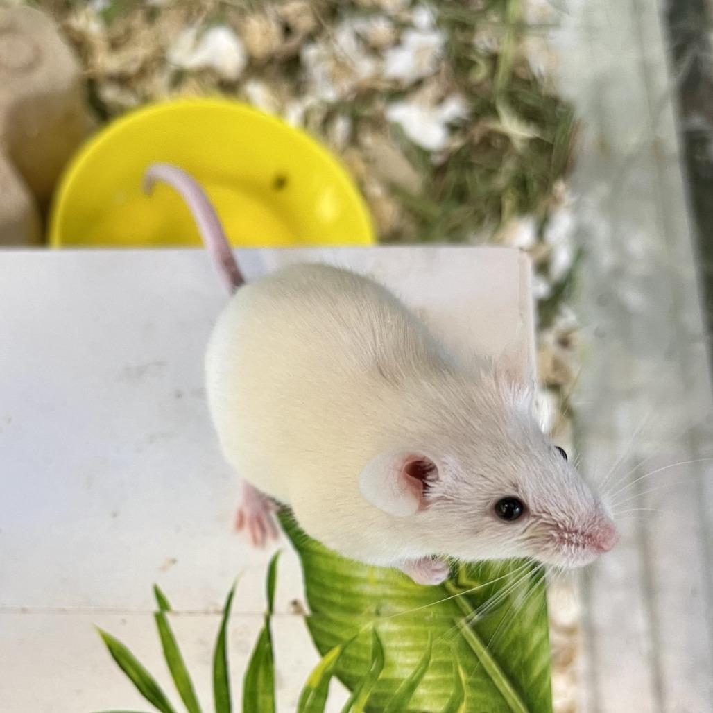 Nelly, a Adoptable Mouse in Fairport, NY image 4/4