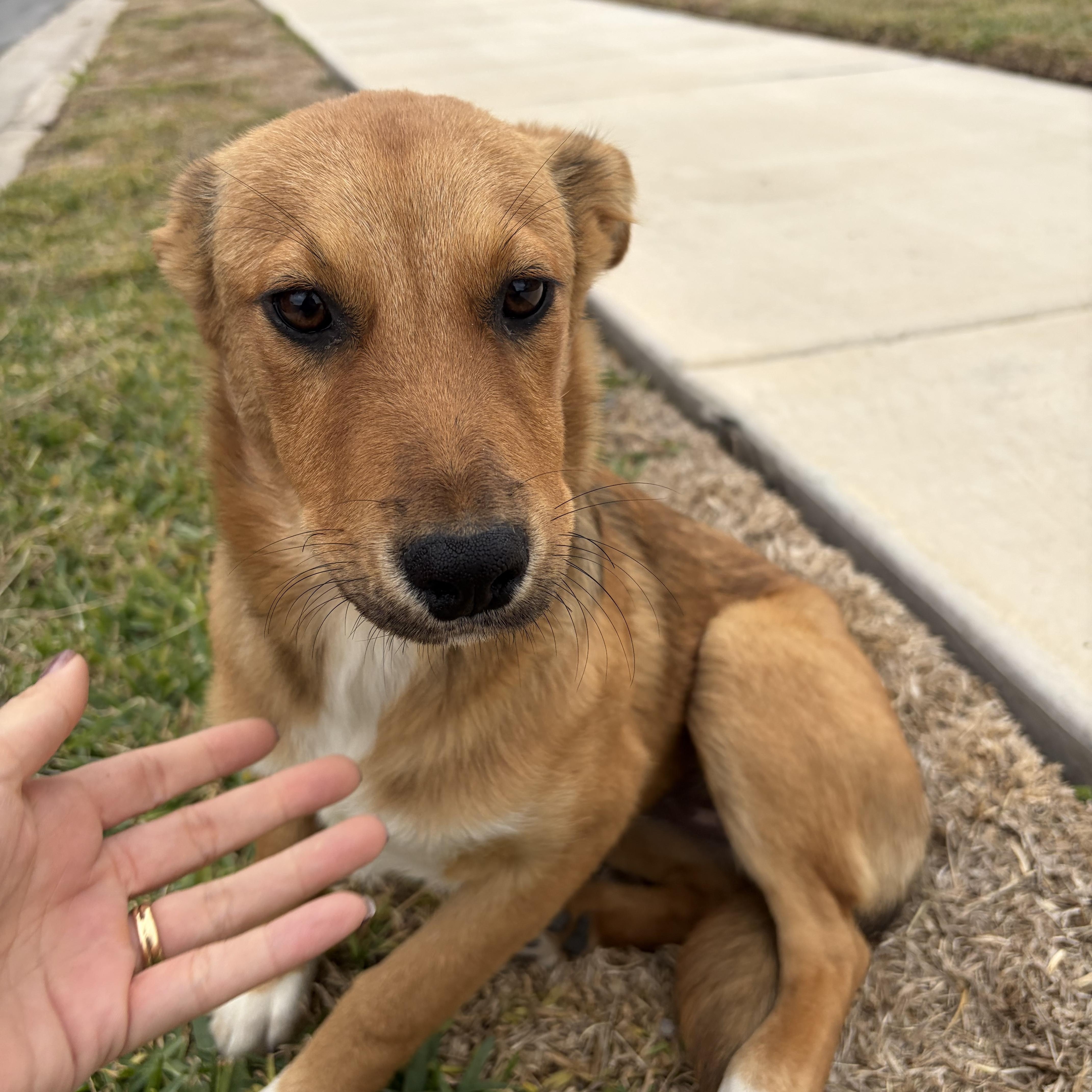 Enlarge Thelma, an adopted mixed breed in Minneapolis , MN image 1/3