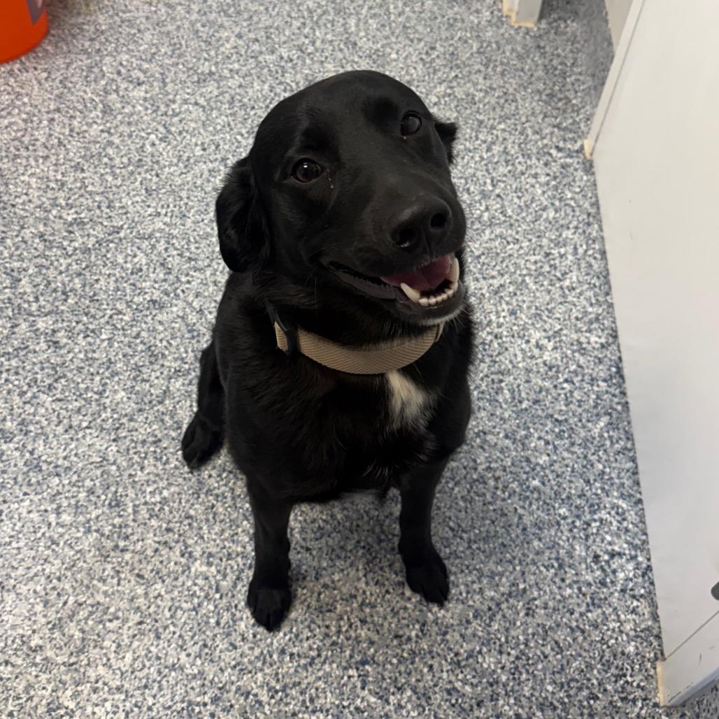 Enlarge Maximus, a Adoptable Black Labrador Retriever in Great Falls, MT image 1/3